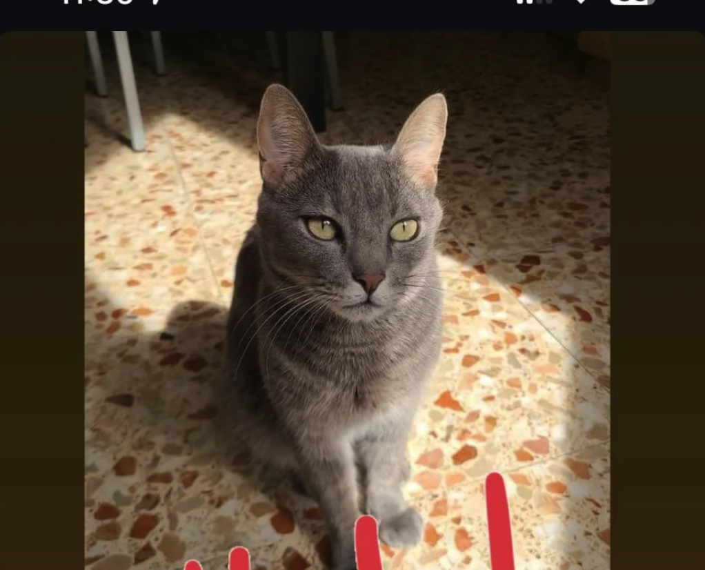 La Cata s'ha perdut. FOTO: Cedida