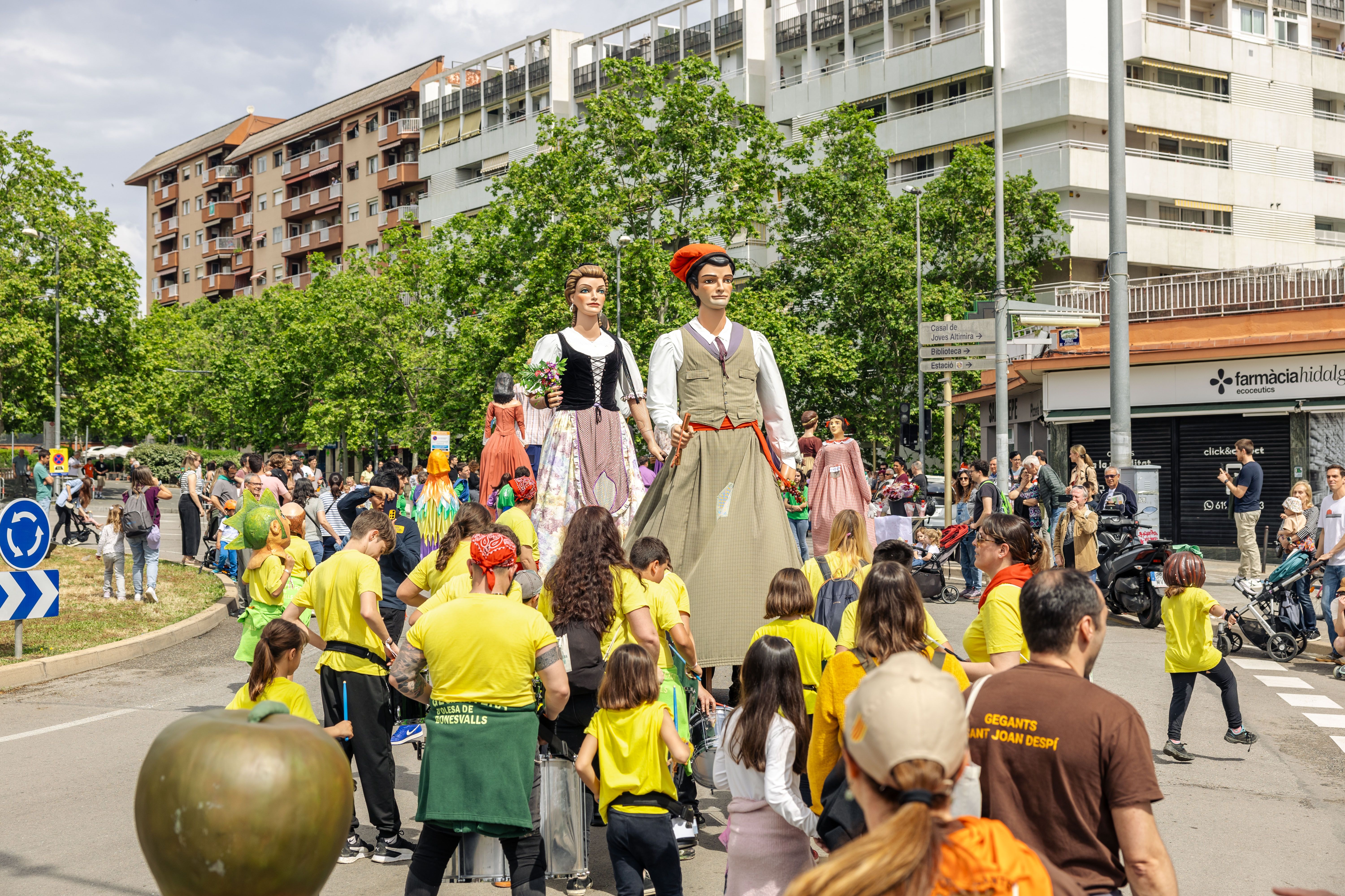 Cercavila de gegants del Roser de Maig 2025, al seu pas per la rotonda de la C. FOTO: Arnau Padilla-