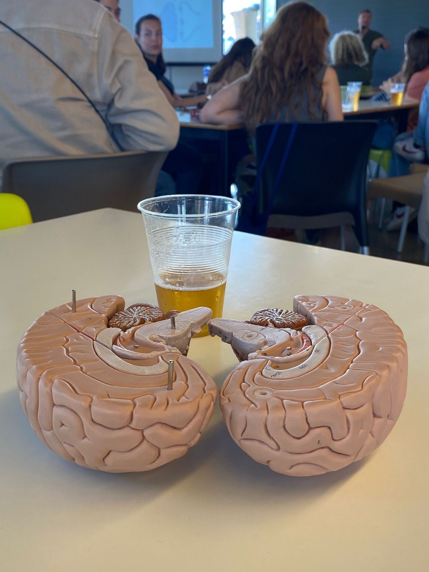 Detall de la inauguració, amb una xerrada sobre com funciona el cervell, al bar de la plaça cívica de la UAB. FOTO: UAB Detall de la inauguració, amb una xerrada sobre com funciona el cervell, al bar de la plaça cívica de la UAB. FOTO: UAB