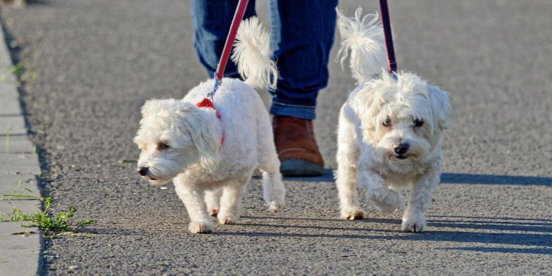 Dos gossos passejant per l'asfalt. FOTO Pixabay Dos gossos passejant per l'asfalt. FOTO Pixabay