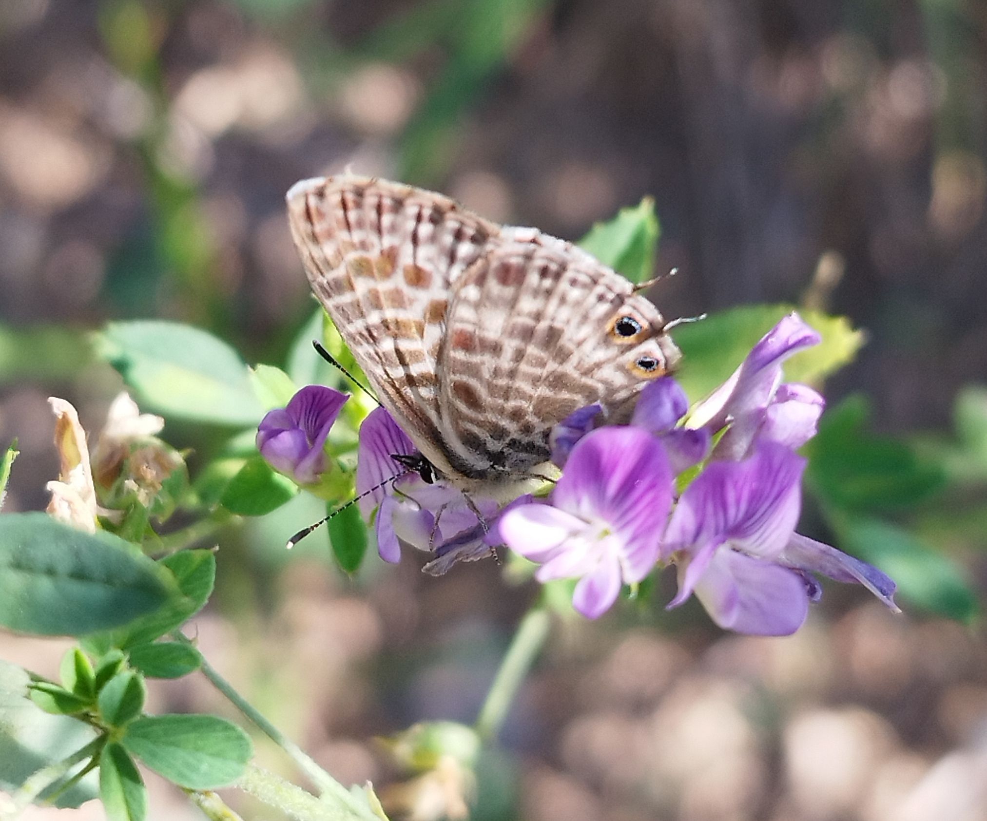 Un exemplar de papallona de l'àrea metropolitana. FOTO: AMB