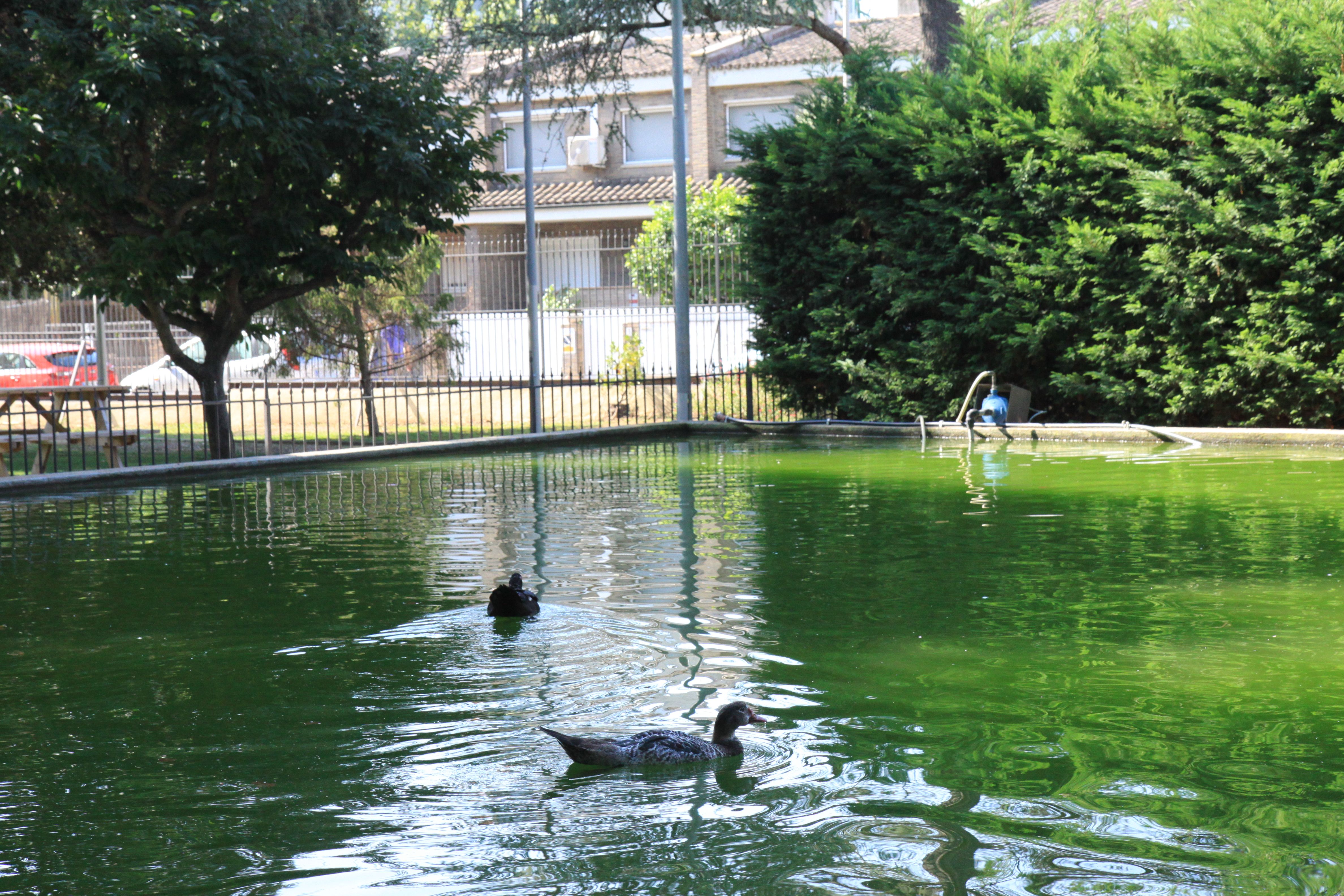 Ànecs banyant-se a l'estany. Foto: Laia Jubany