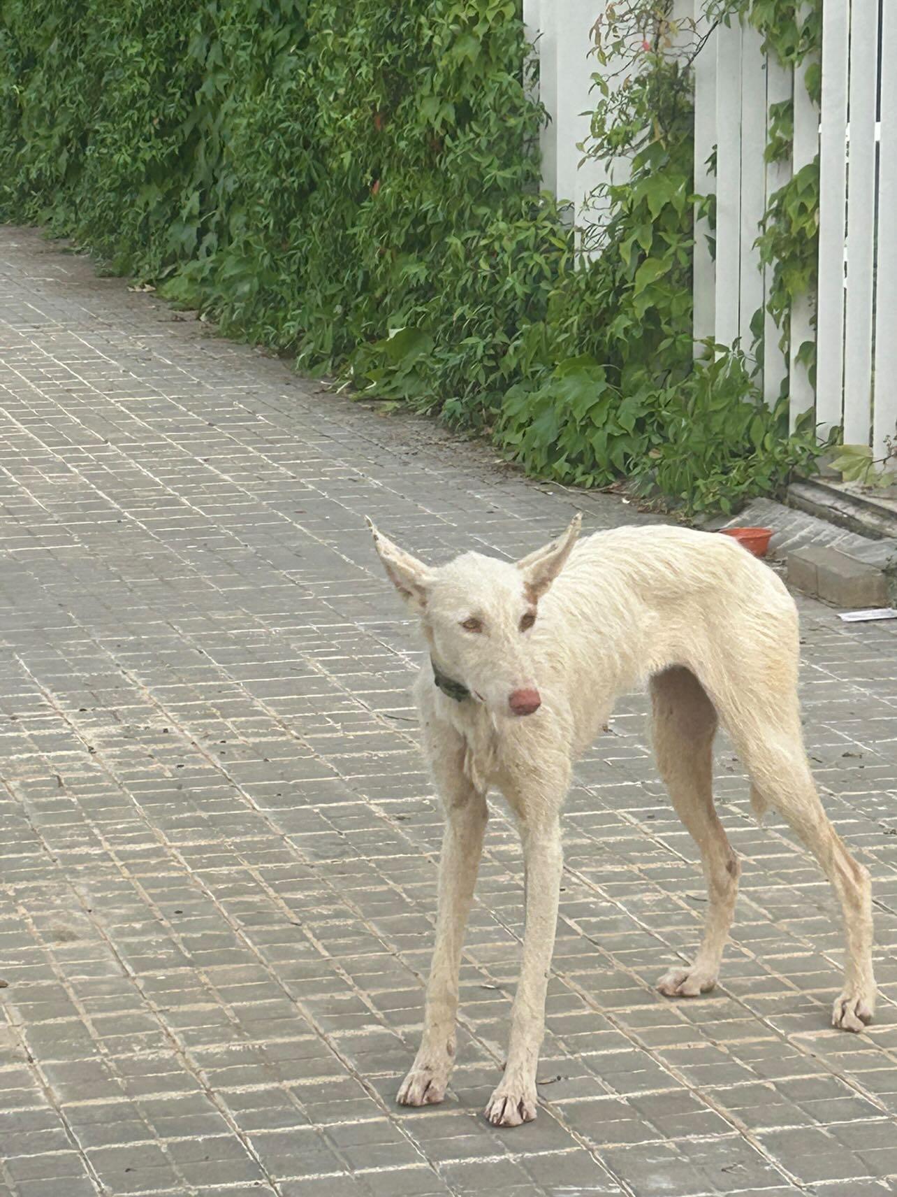 Imatge d'un dels gossos. Foto: Elina Syrykh 