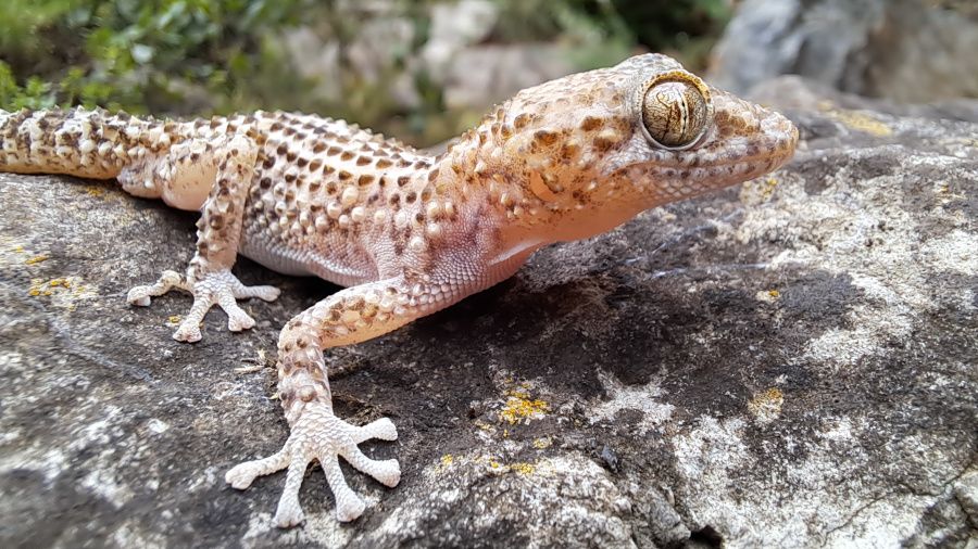 Dragonet terrestre de Guibé (Paroedura guibeae), un petit rèptil que habita als ecosistemes càlids de Madagascar  FOTO: Lukas Kratochvíl / UAB