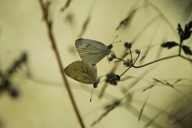 Les onades de calor extrema combinades amb sequera poden col·lapsar les poblacions de papallones. Foto: ACN