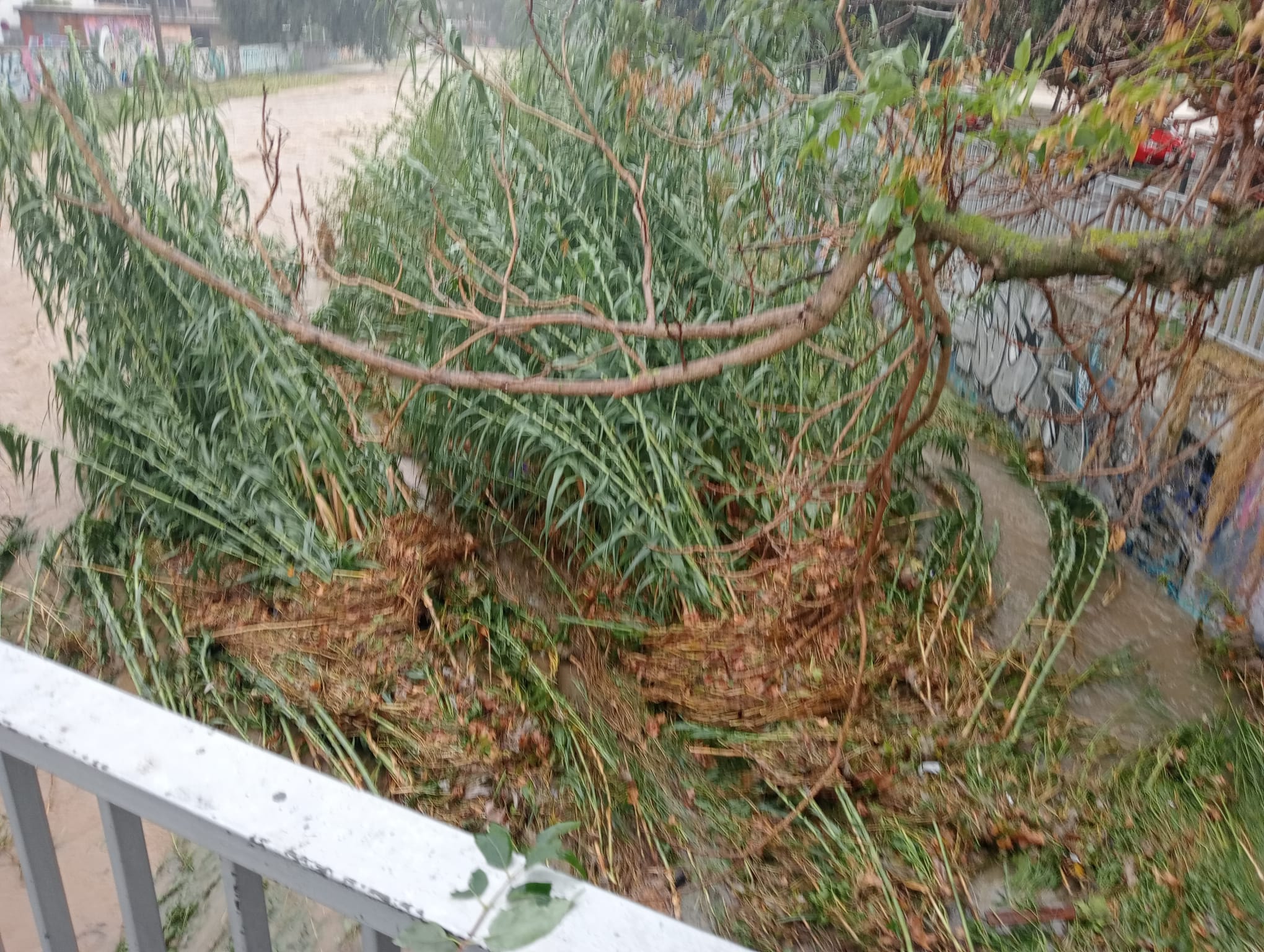 Arbres caiguts a Cerdanyola per la forta tempesta. FOTO: Cedida