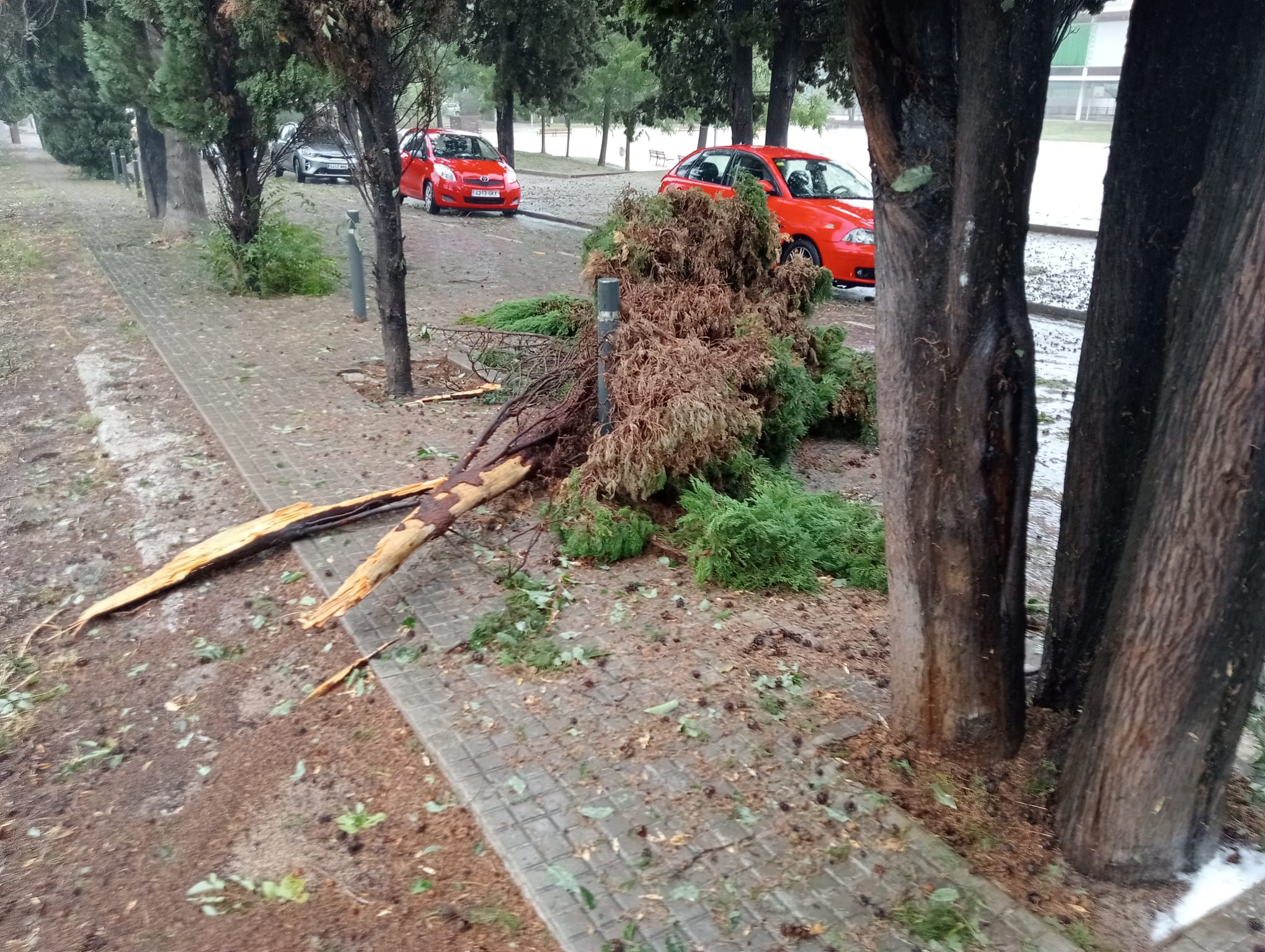 Branques caigudes a Cerdanyola per la forta tempesta. FOTO: Cedida