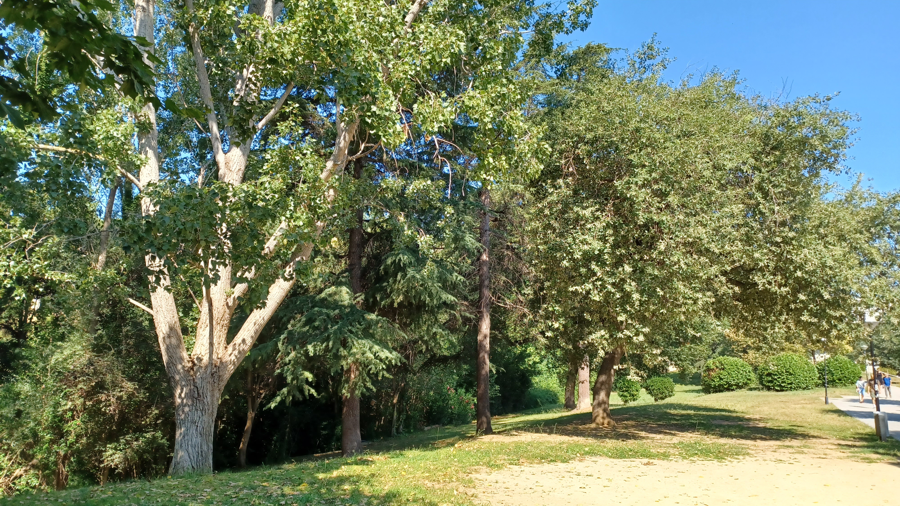 L'arbre afectat pel vent i amb risc de caiguada es va talar divendres 24 al matí. FOTO: UAB L'arbre afectat pel vent i amb risc de caiguada es va talar divendres 24 al matí. FOTO: UAB