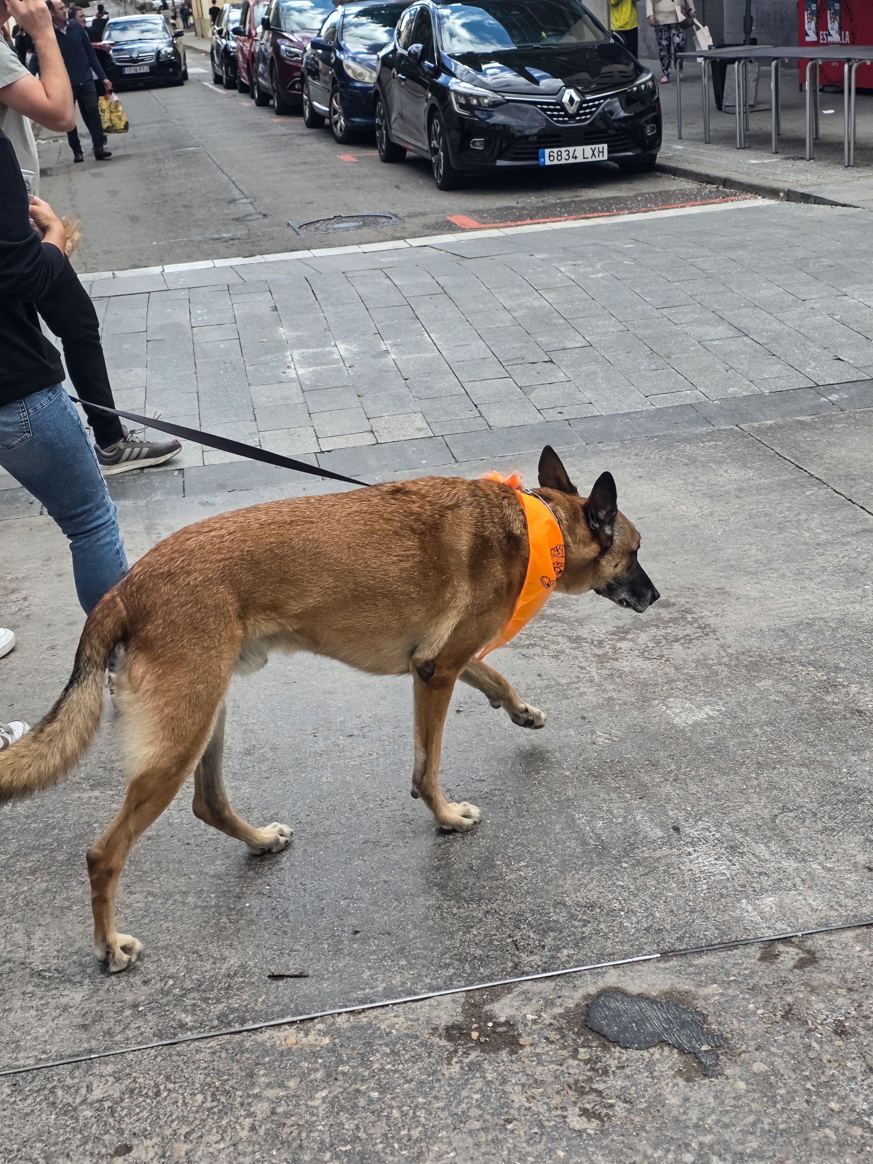 Els gossos no es volen quedar sense mocador. Foto: Marc Mata Els gossos no es volen quedar sense mocador. Foto: Marc Mata