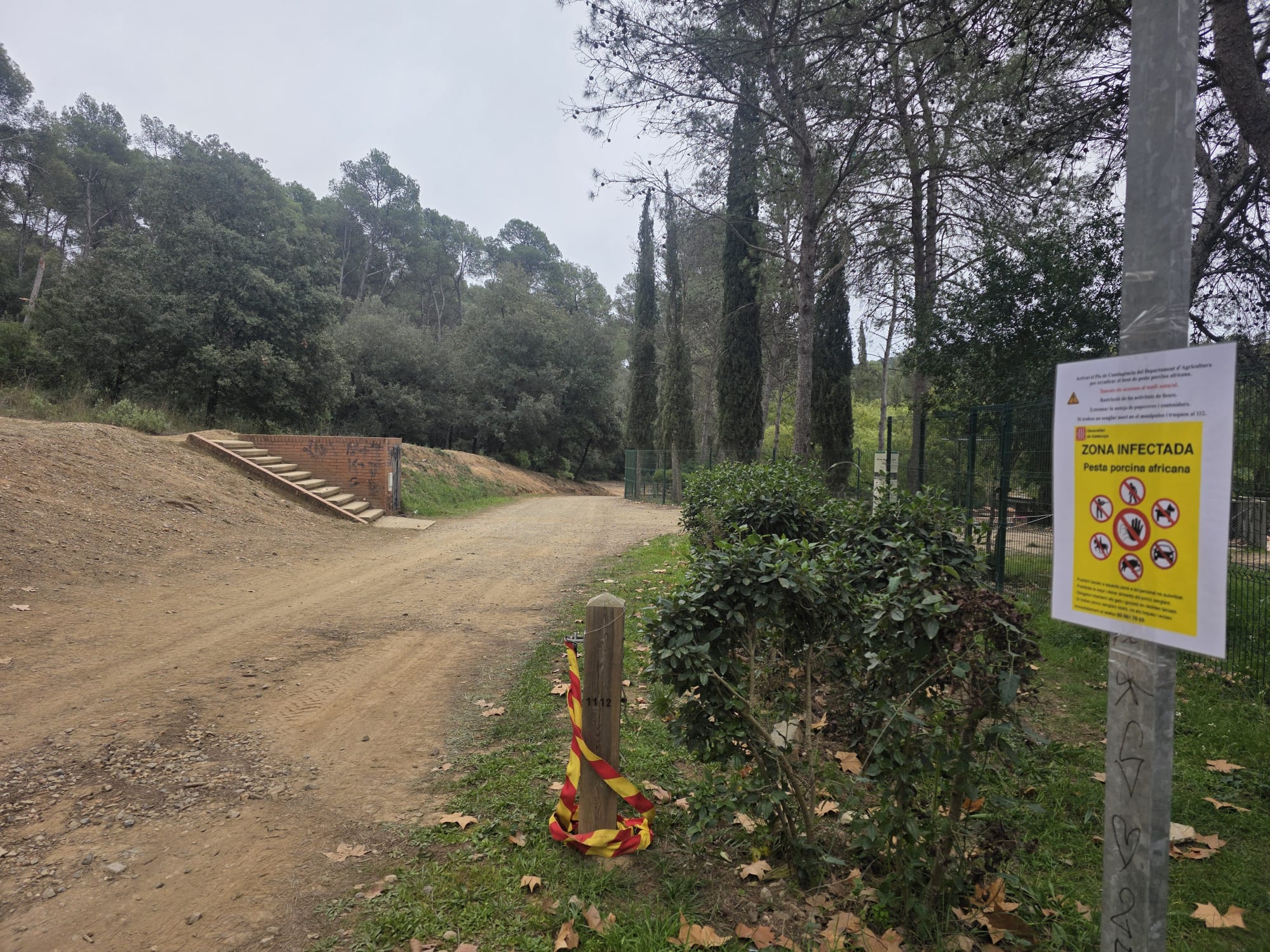 Collserola tancada per la pesta porcina africana en porcs senglars. Foto: Marc Mata