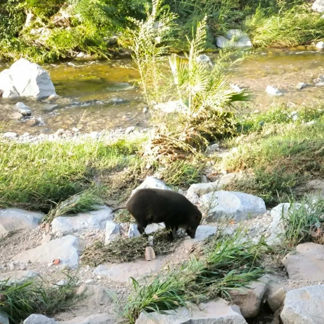 Un porc senglar es passeja tranquil•lament pel riu Sec, a prop de la Biblioteca Municipal, el 13 de setembre d'aquest any. FOTO: Arnau Padilla