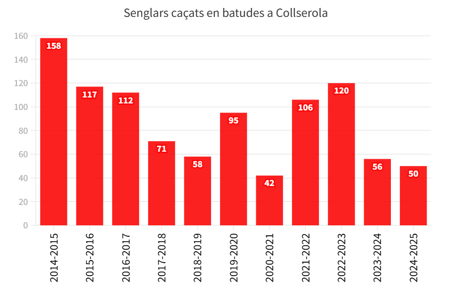 Senglars caçats en batudes a Collserola