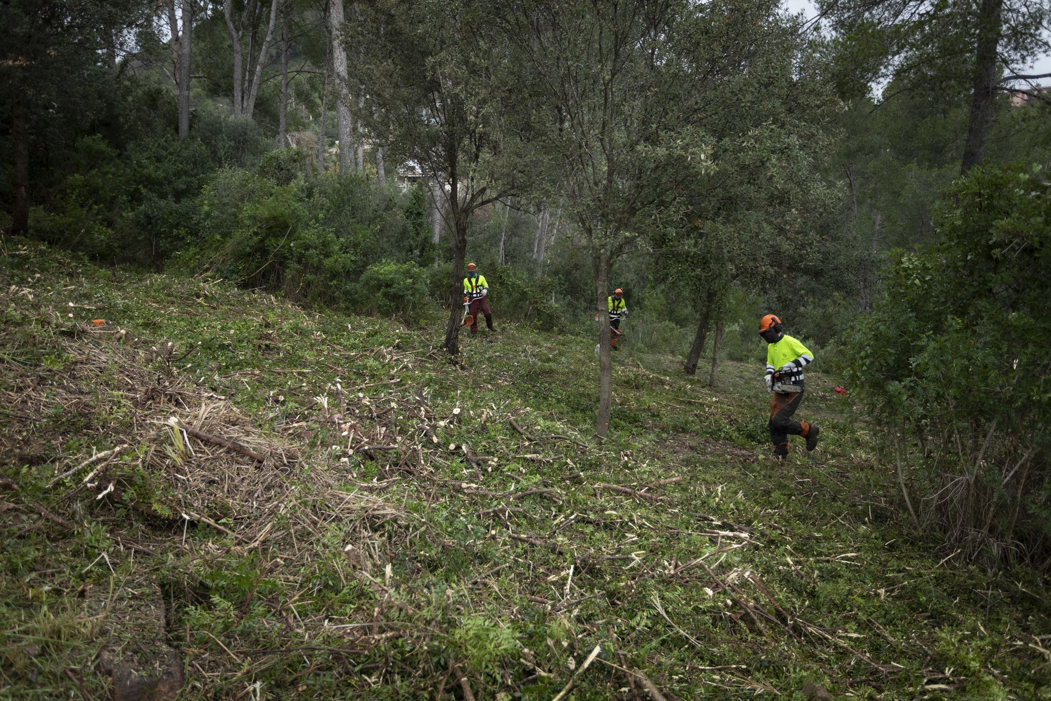 Operaris de l'Àrea Metropolitana fent tasques de desbrossament. FOTO: PMAF (Arxiu AMB)