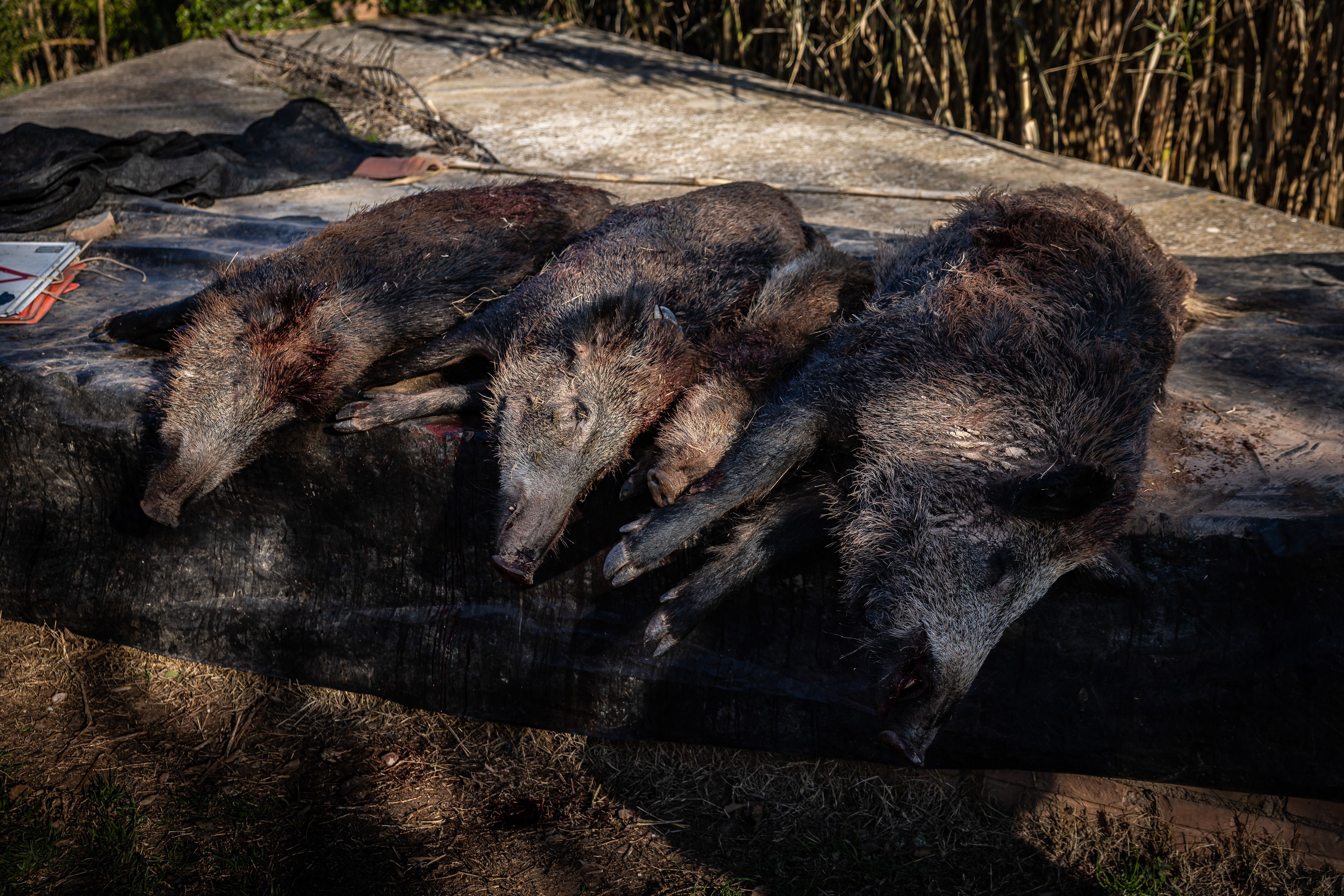 Porcs senglars abatuts per caçadors a Castelladral (Bages), els primers dies de desembre. Jordi Borràs (ACN)