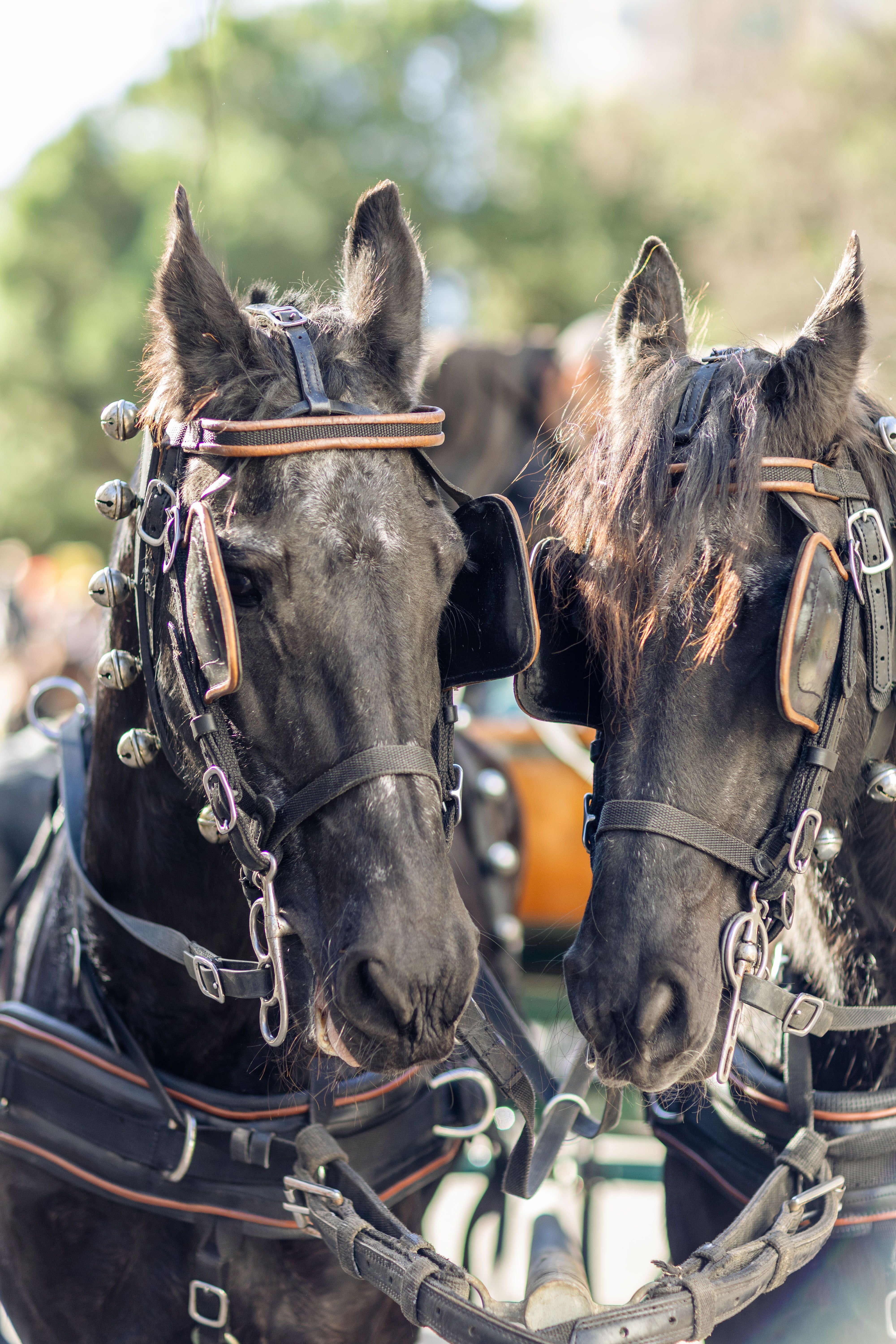 Amor entre dos animals. Foto: Arnau Padilla
