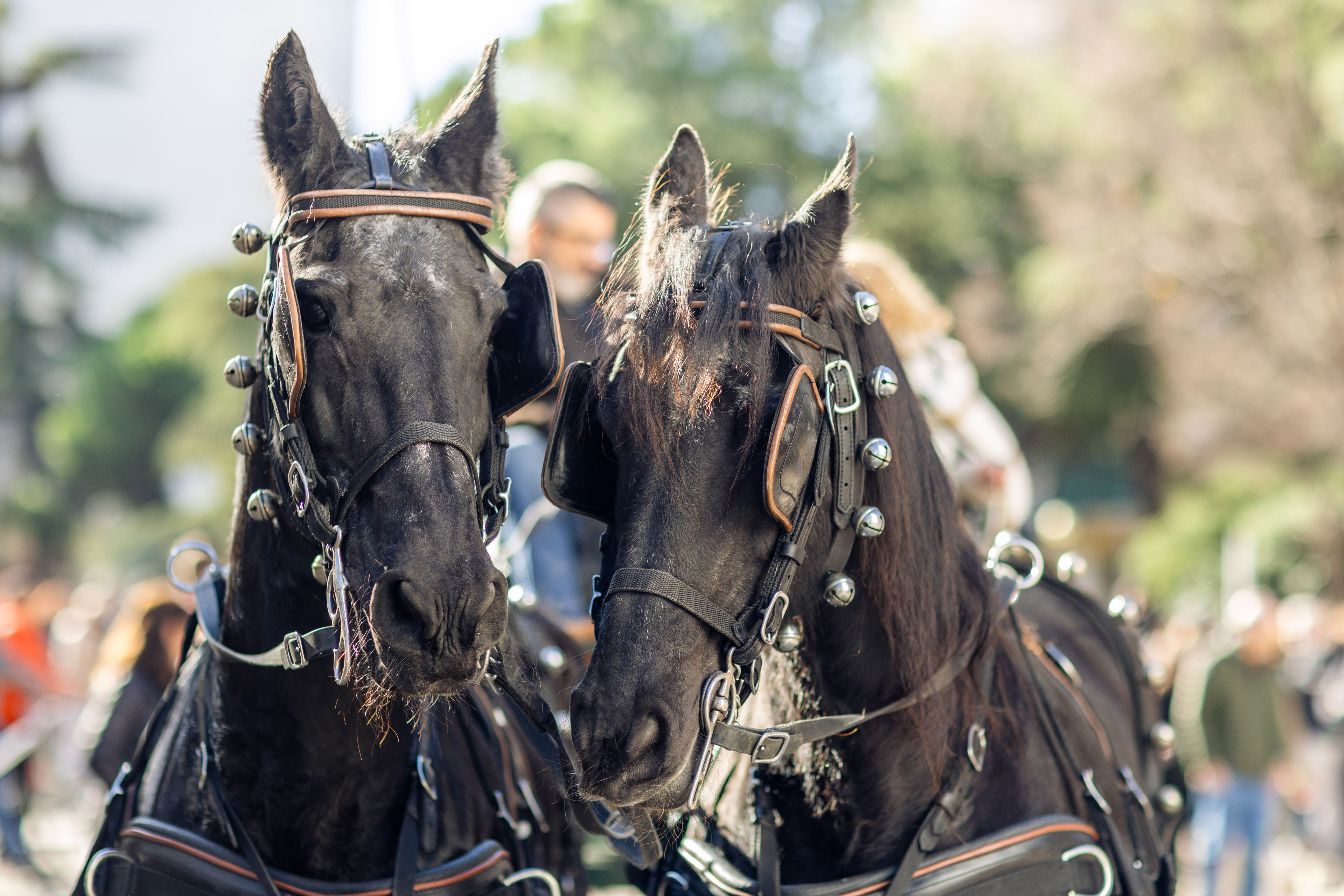 Complicitat entre animals. Foto: Arnau Padilla