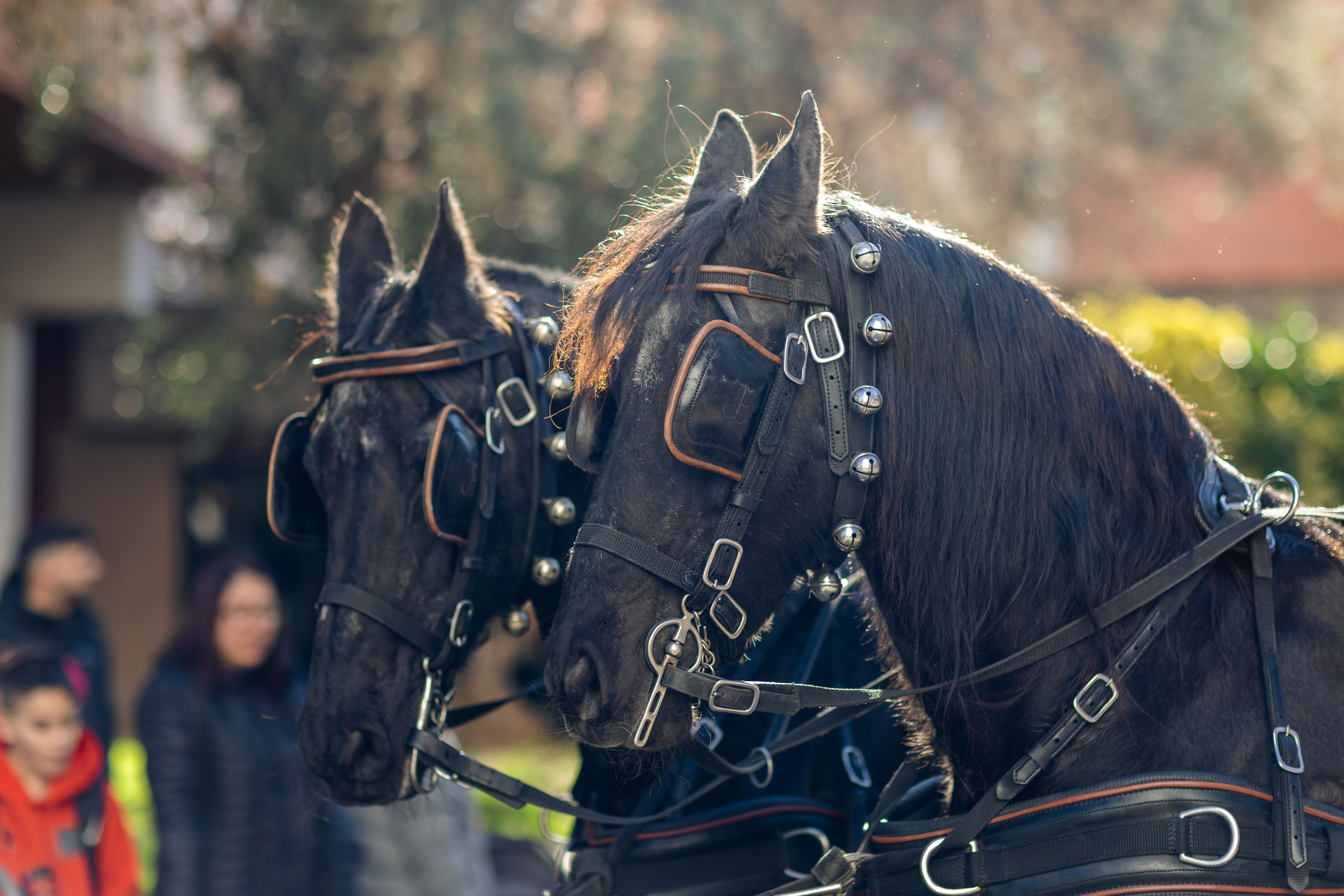 Complicitat entre animals. Foto: Arnau Padilla