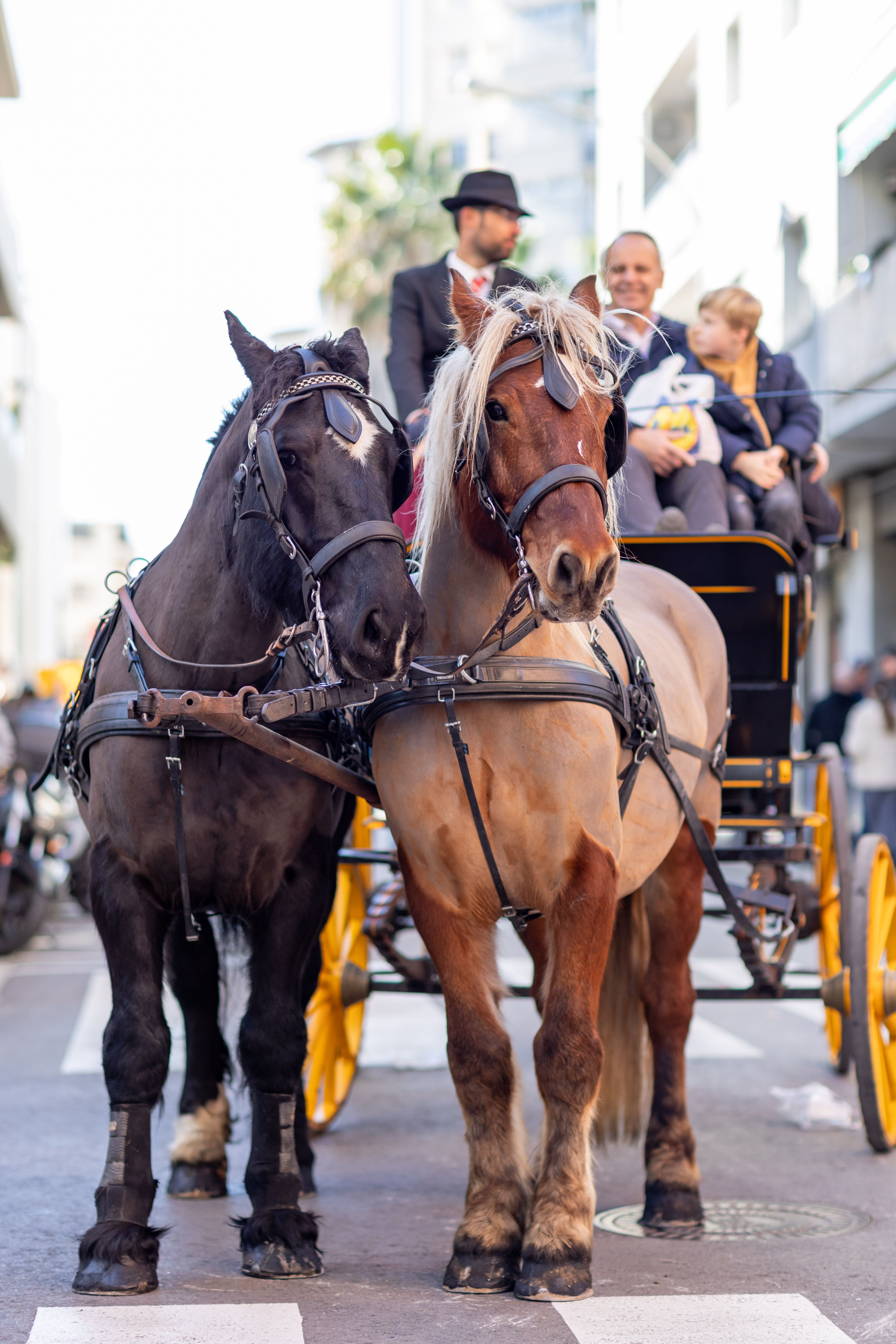 Complicitat entre animals. Foto: Arnau Padilla