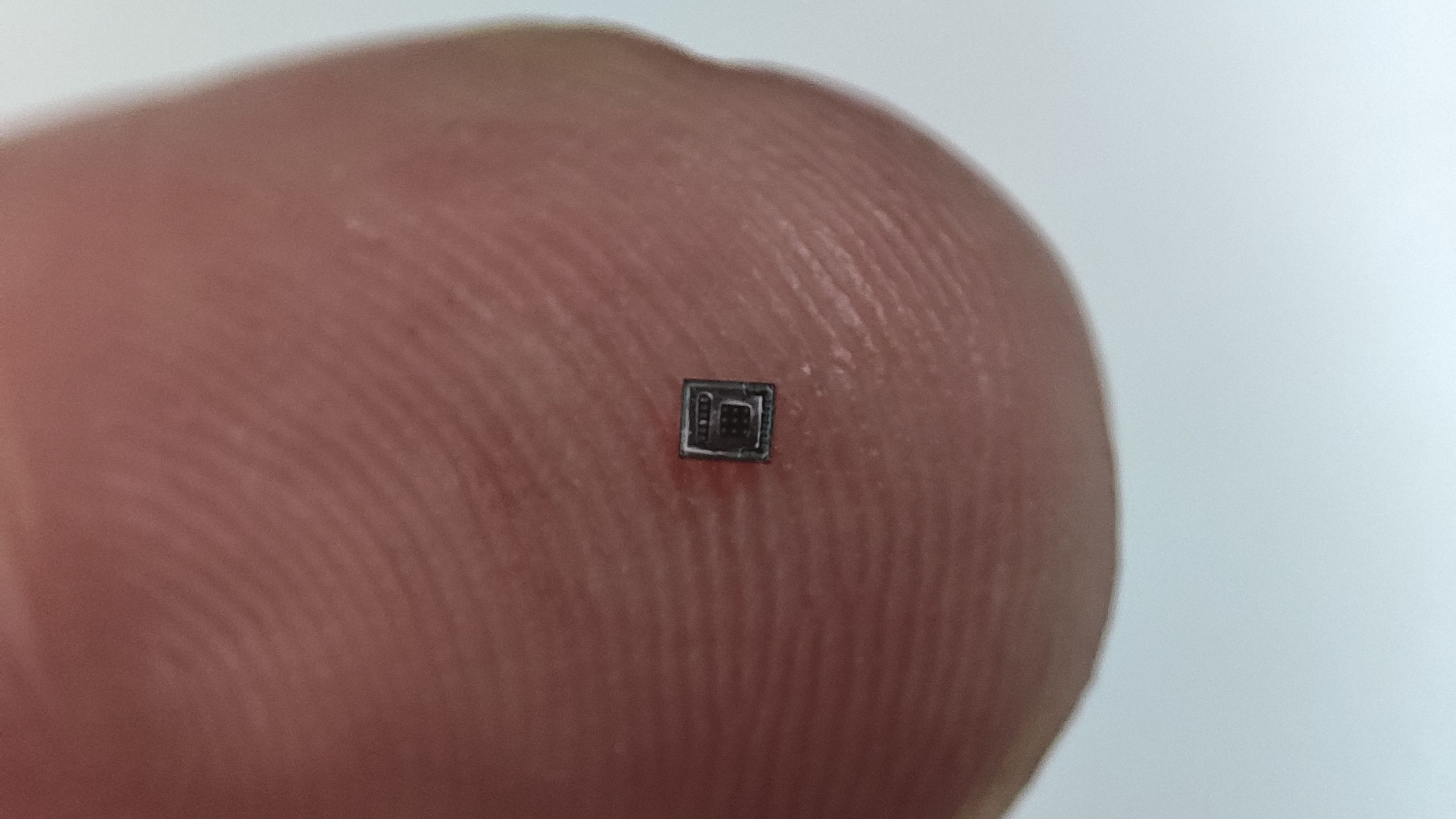 Imatge del microxip. Foto: AIQUOS