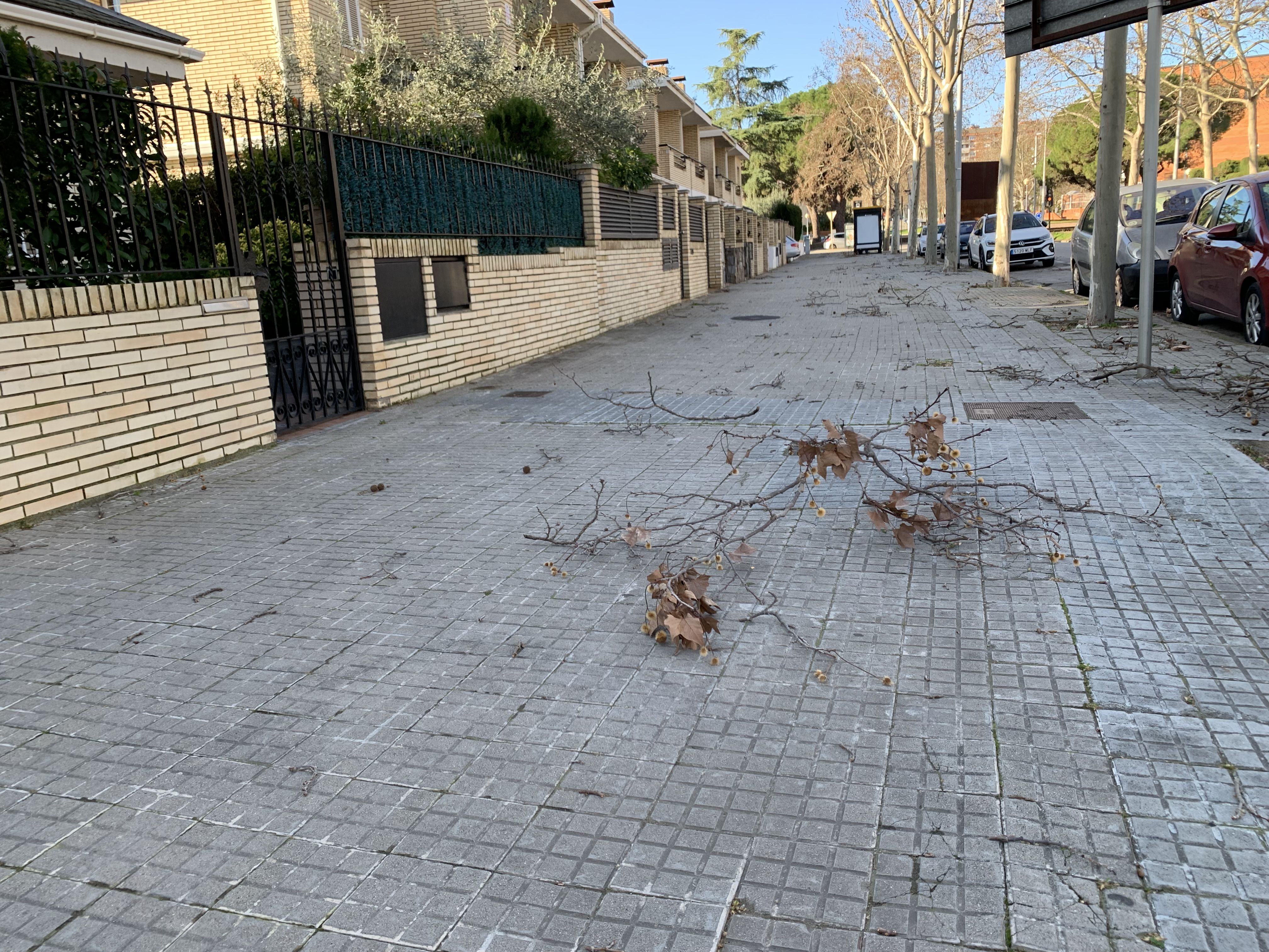 L'avinguda de la Primavera, passat el monument a Companys, buida de vianants i plena de branquetes. FOTO: Judit Josa