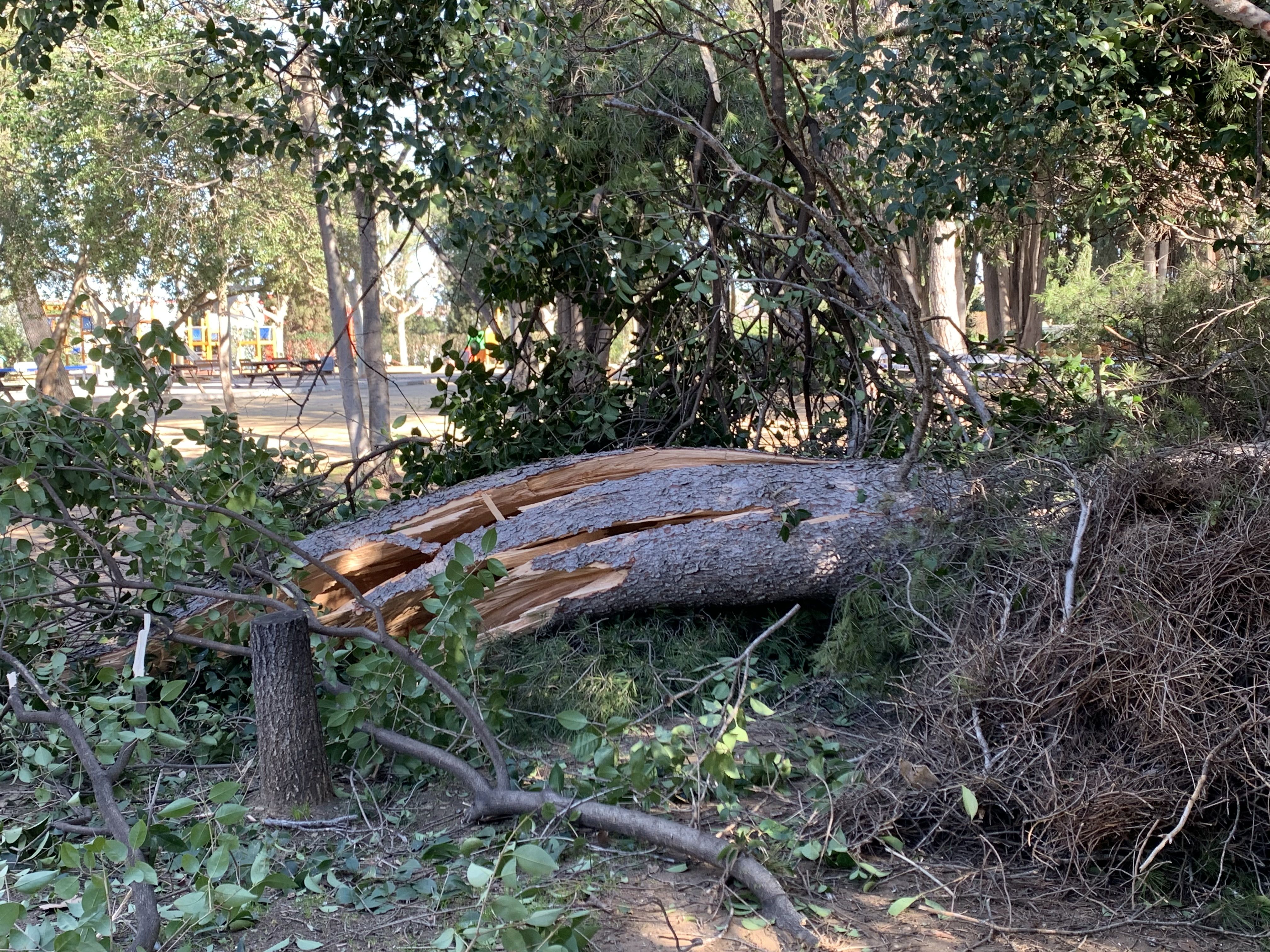 Un pi de grans dimensions caigut aquest dijous al matí al parc de Cordelles, a causa del vent. FOTO: Judit Josa