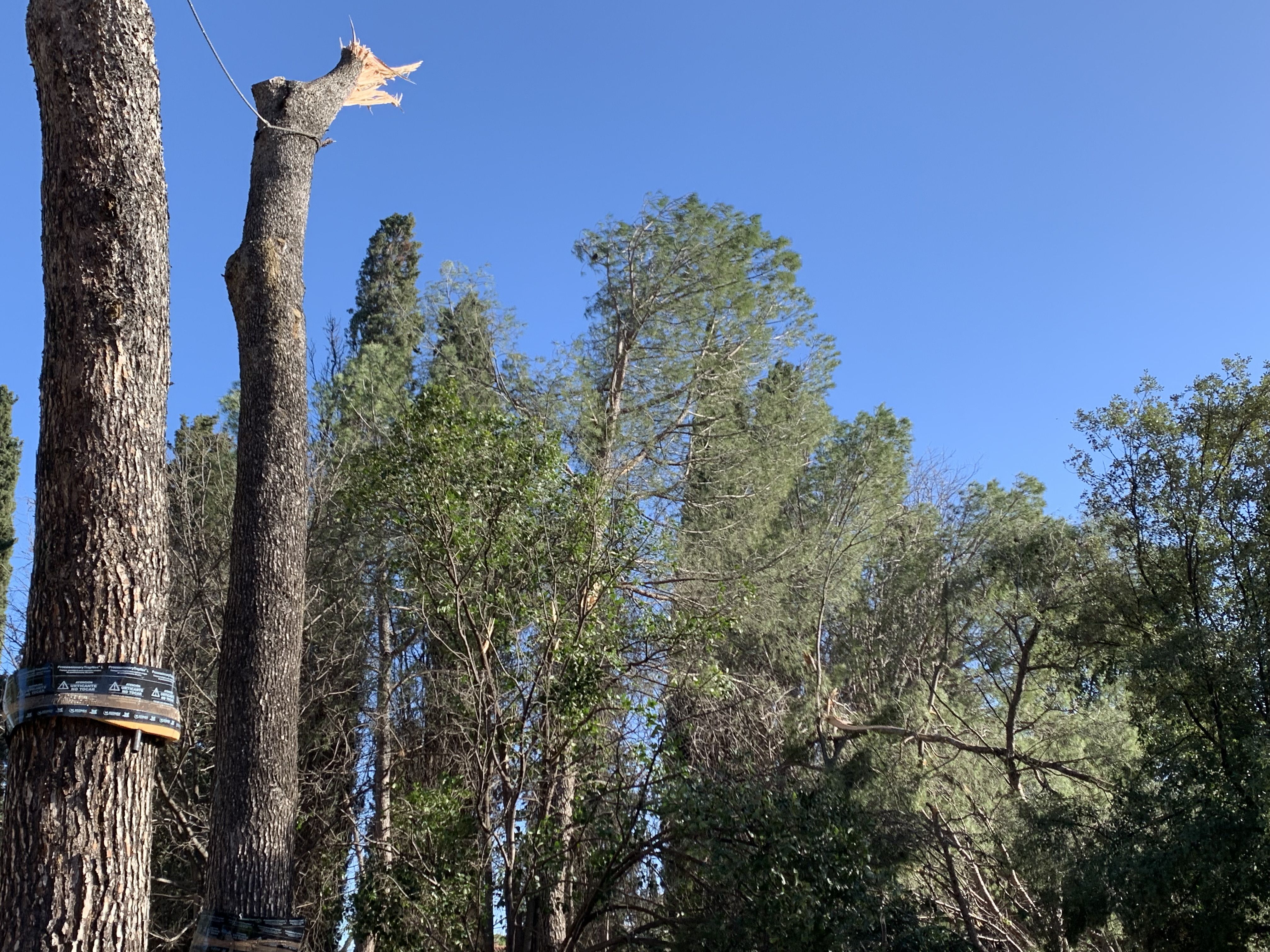 Les ràfegues de vent han partit el tronc del pi per sobre de la corda que l'assegurava. FOTO: Judit Josa