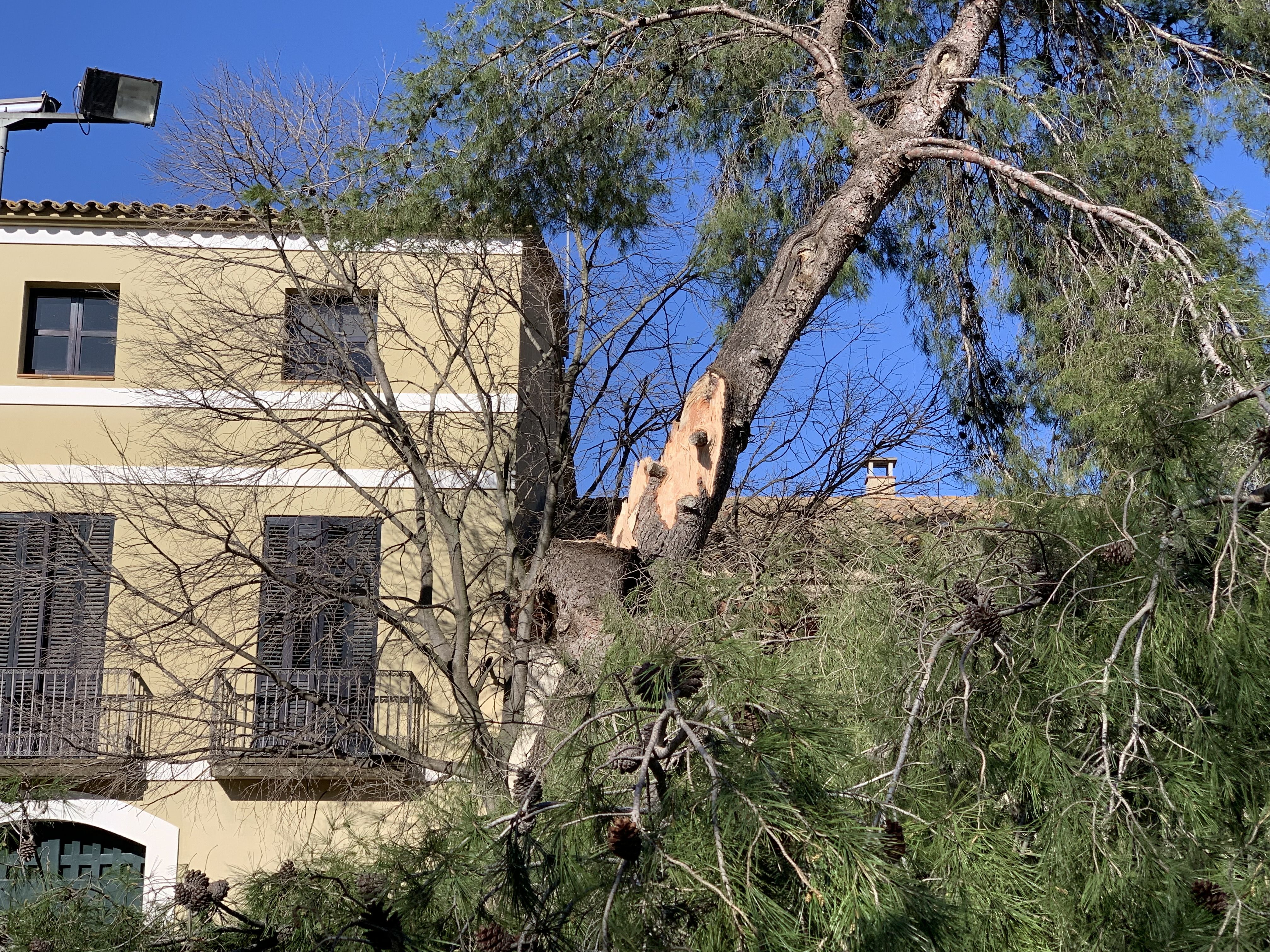 El vent també ha tombat un dels pins de la masia de Can Serraperera, seu del servei municipal d'ocupació. FOTO: Judit Josa