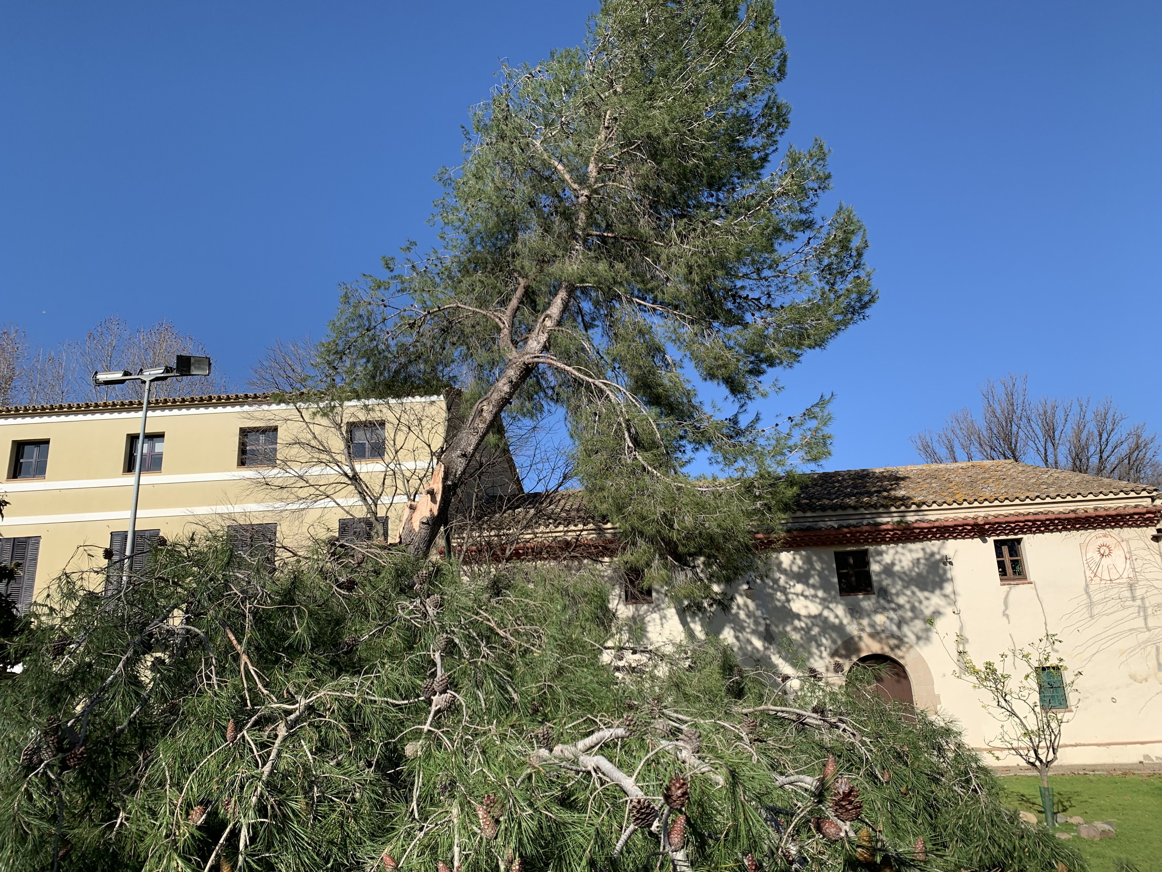 La part de capçada del pi caigut cobrint el pati de la masia de Can Serraperera, durant l'episodi de vent de la borrasca Nils. FOTO: Judit Josa