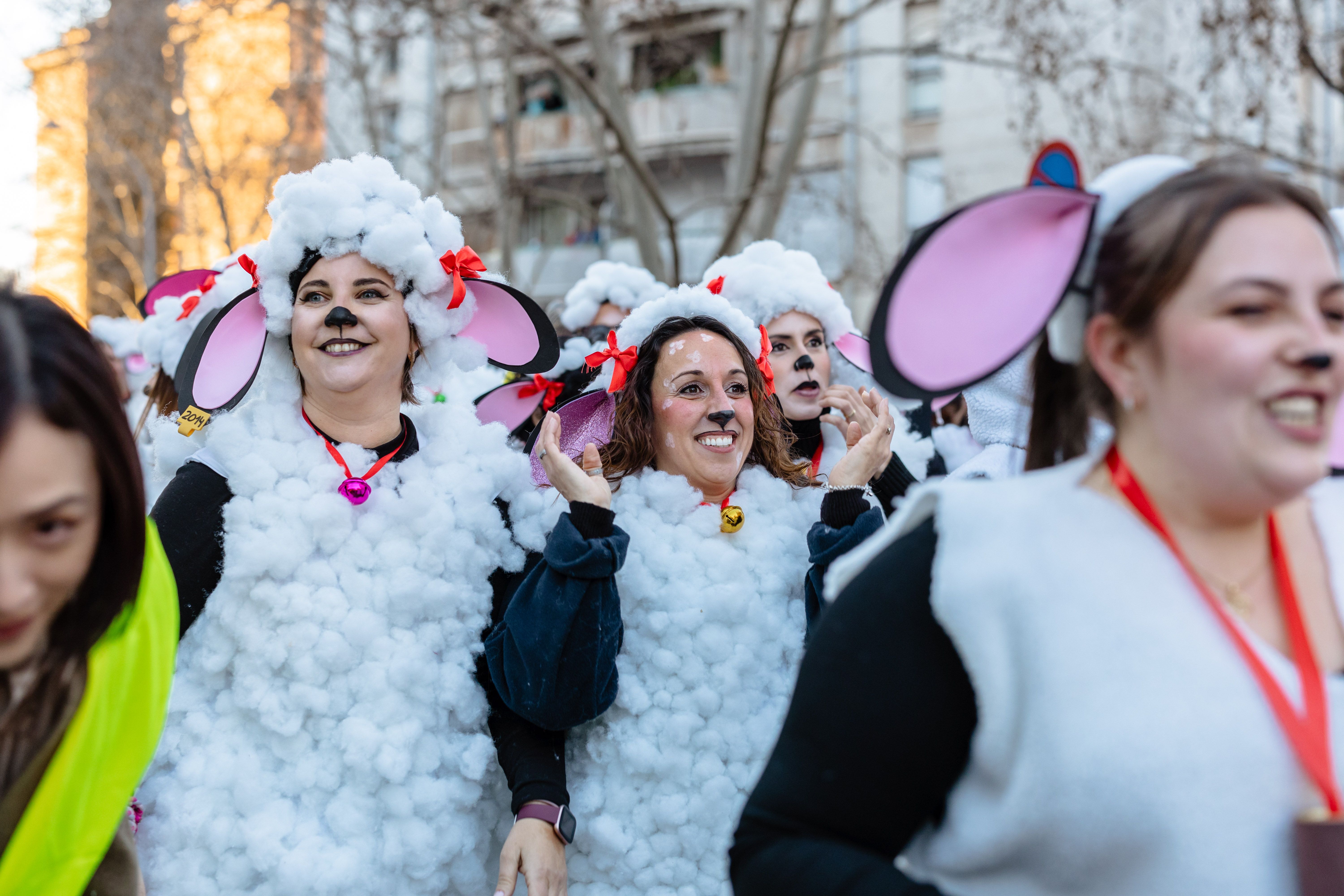 Les ovelles de Serraparera. Foto: Arnau Padilla