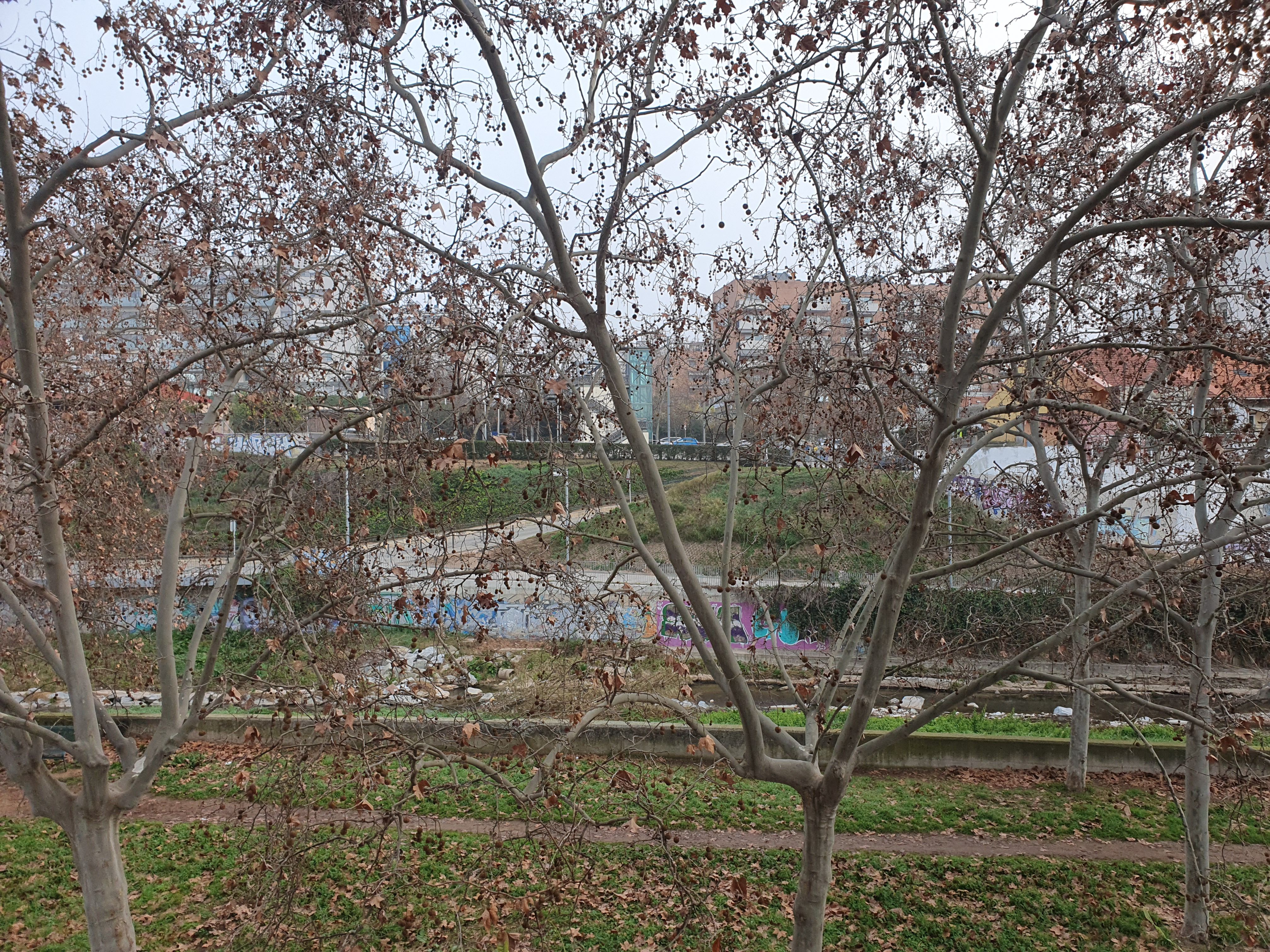 Plàtans d’ombra al voltant del riu Sec, una de les espècies amb més impacte en les al·lèrgies primaverals a Cerdanyola. FOTO: Judit Josa