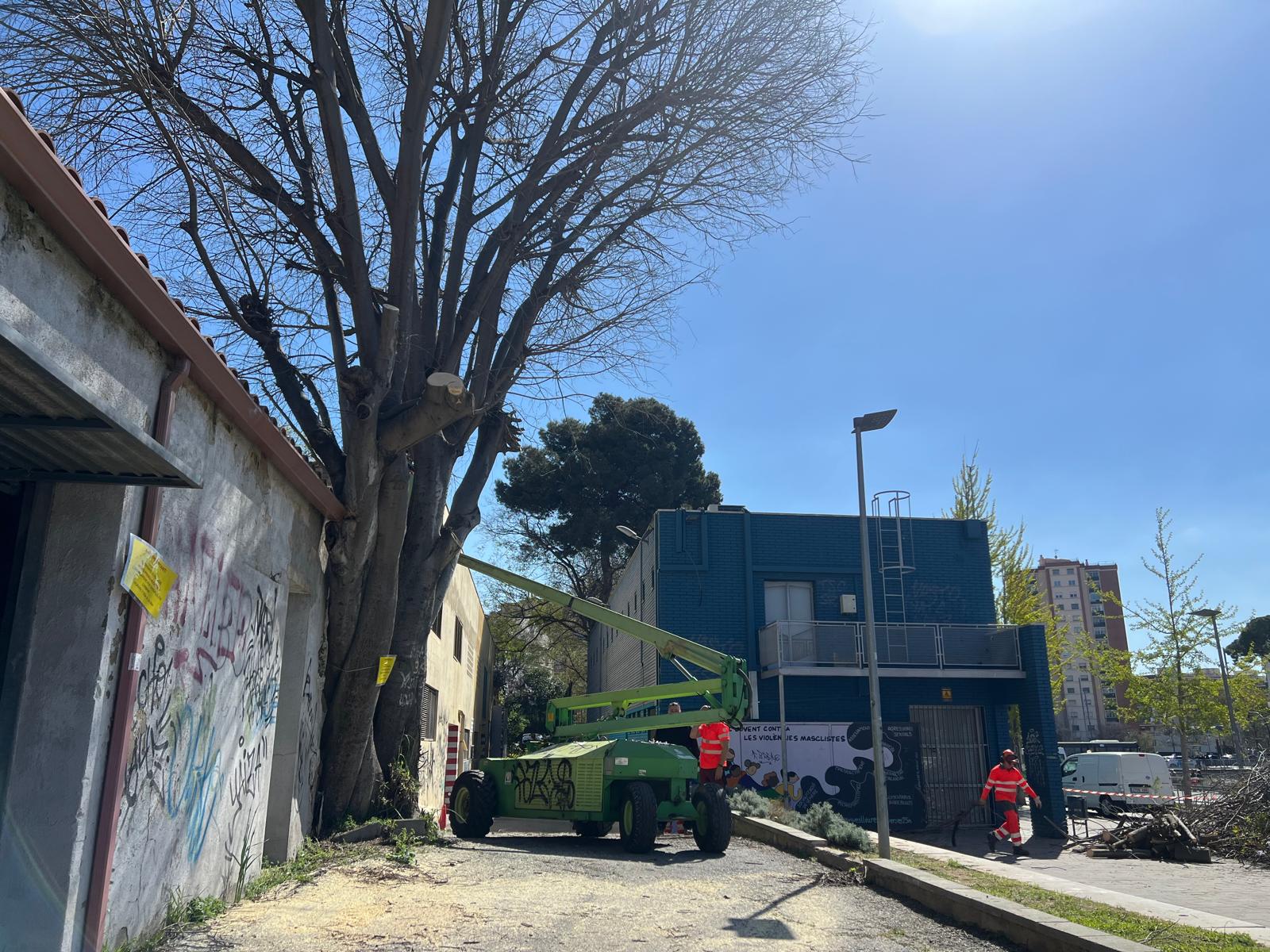 L'arbre està just al costat del Casal de Joves Altimira. Foto: Laia Jubany
