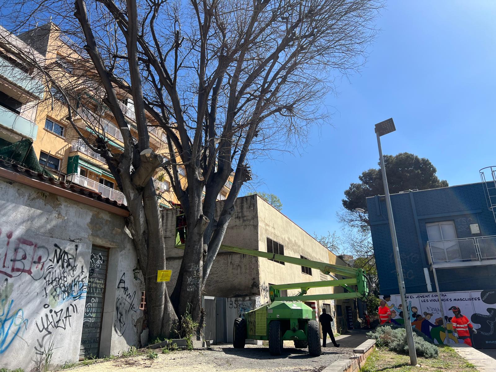 S'ha dut a terme una poda selectiva de l'arbre. Foto: Laia Jubany
