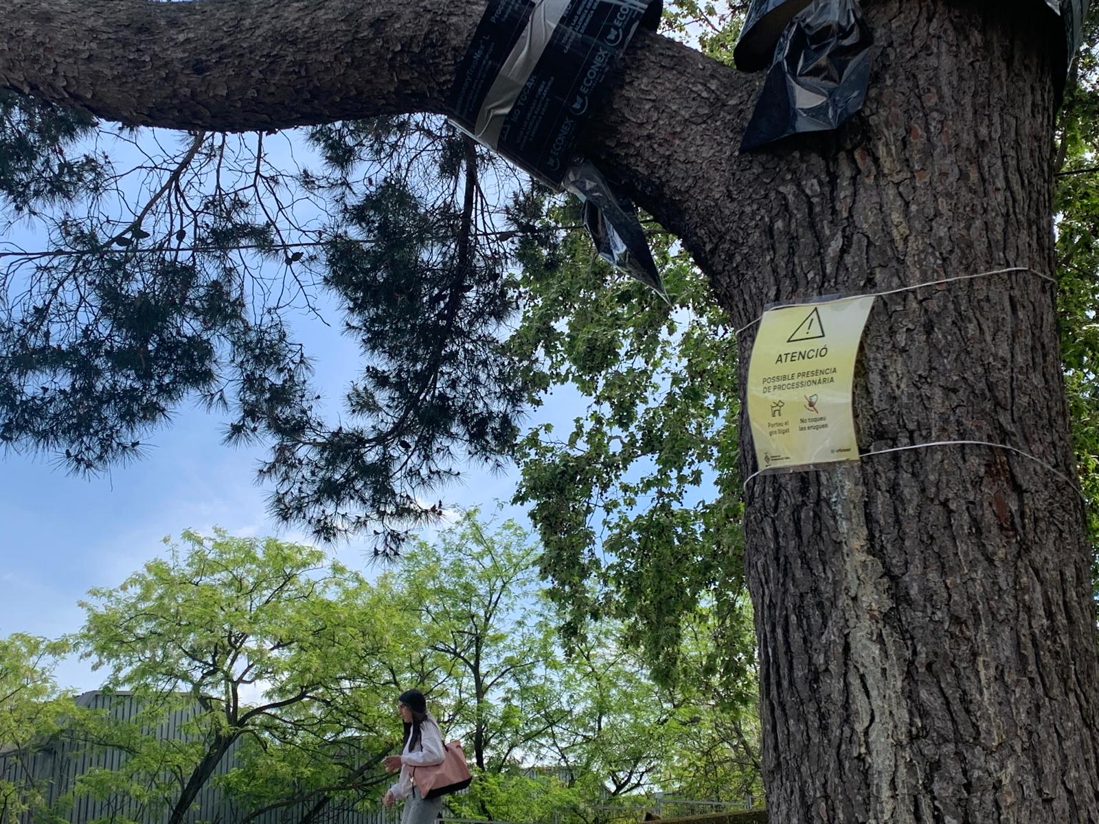 Pi  del parc de les Maleses, amb trampes i cartell contra la processionària, en plena expansió a l'inici de la primavera. FOTO: Judit Josa