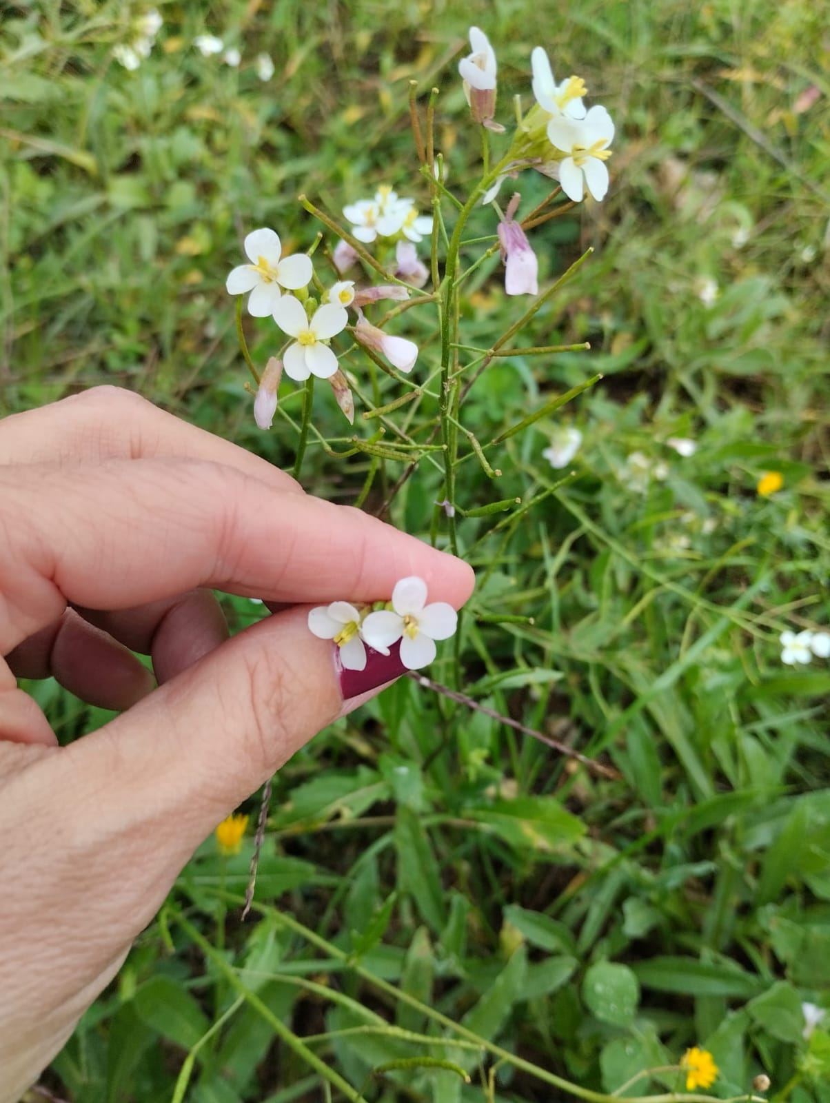 Unes 400 plantes silvestres de Catalunya són comestibles. FOTO: Cedida