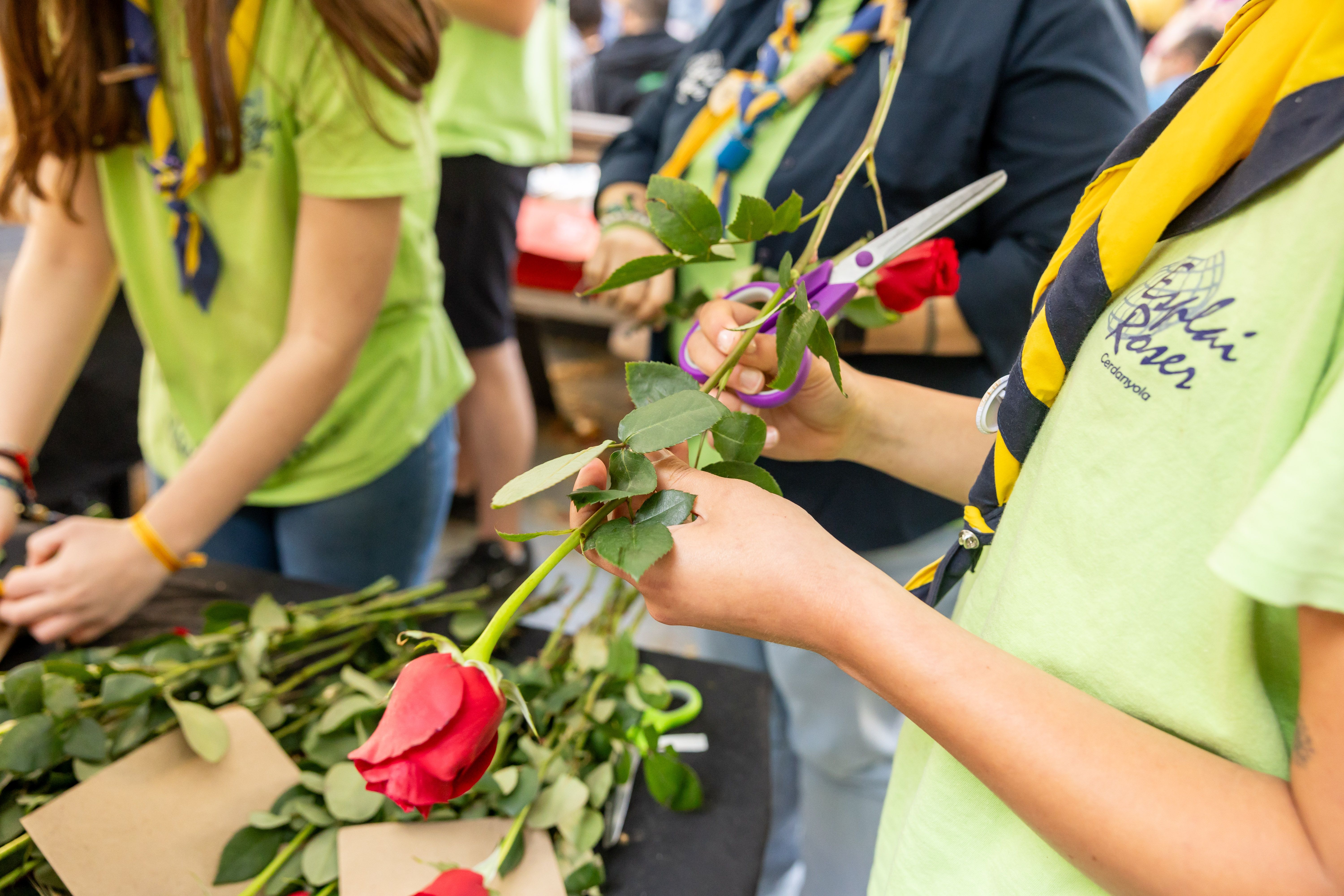 Monitors de l’Esplai El Roser preparen roses per a la venda durant la diada de Sant Jordi. FOTO Arnau Padilla
