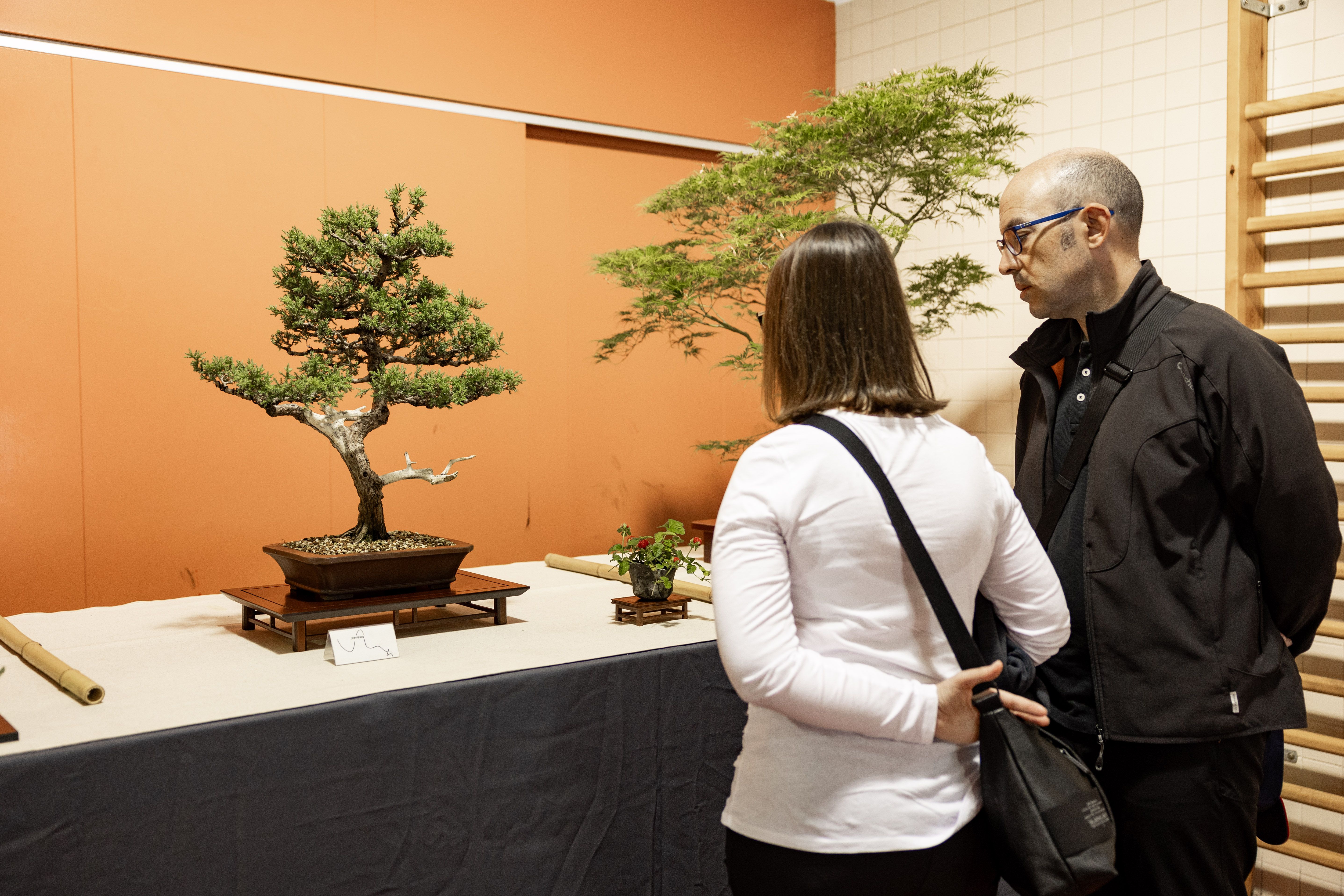 Dos visitants contemplen un bonsai de gran format durant la mostra. FOTO: Arnau Padilla