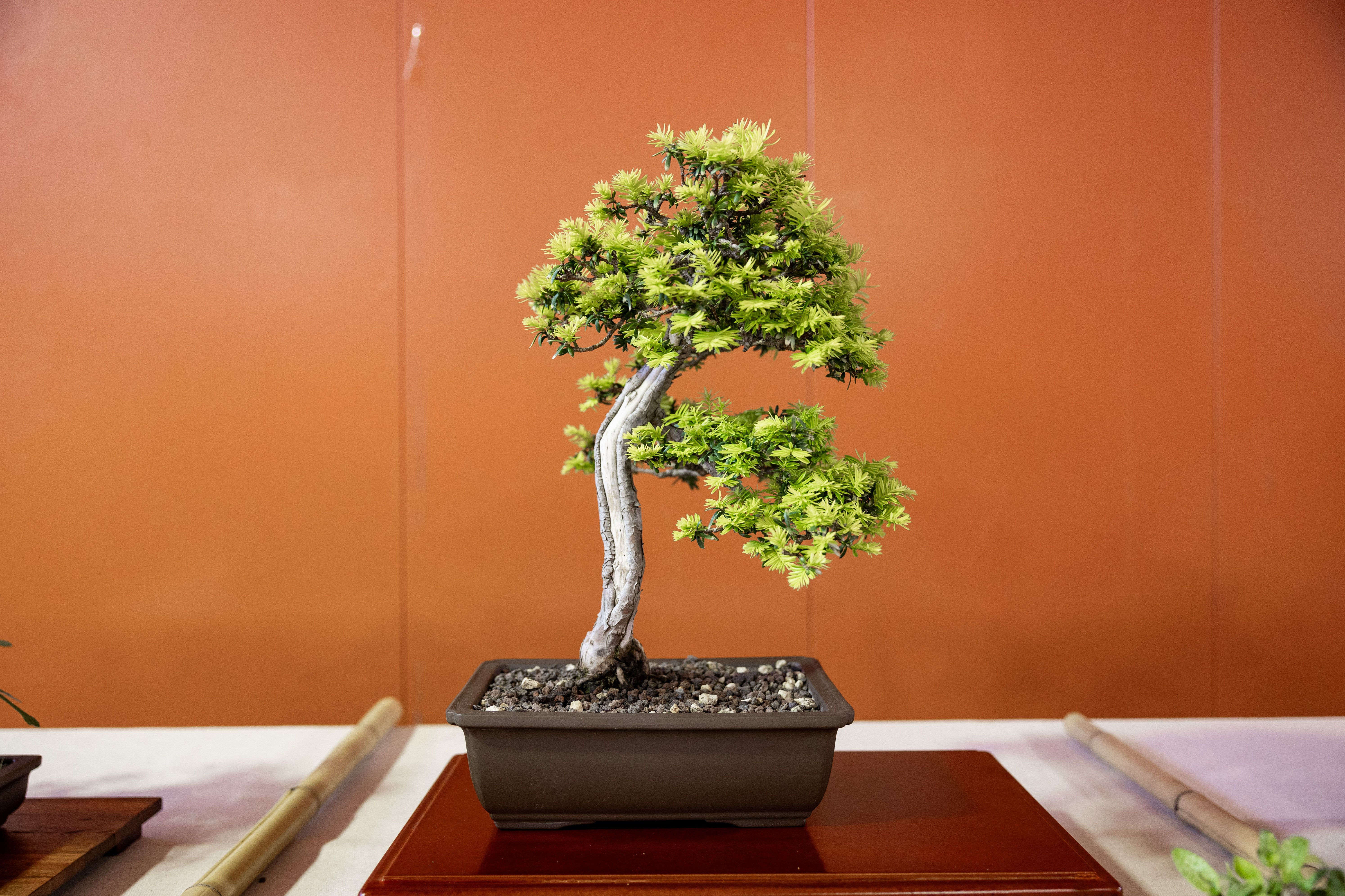 Bonsai de tronc sinuós i fullatge compacte, una de les peces destacades. FOTO: Arnau Padilla