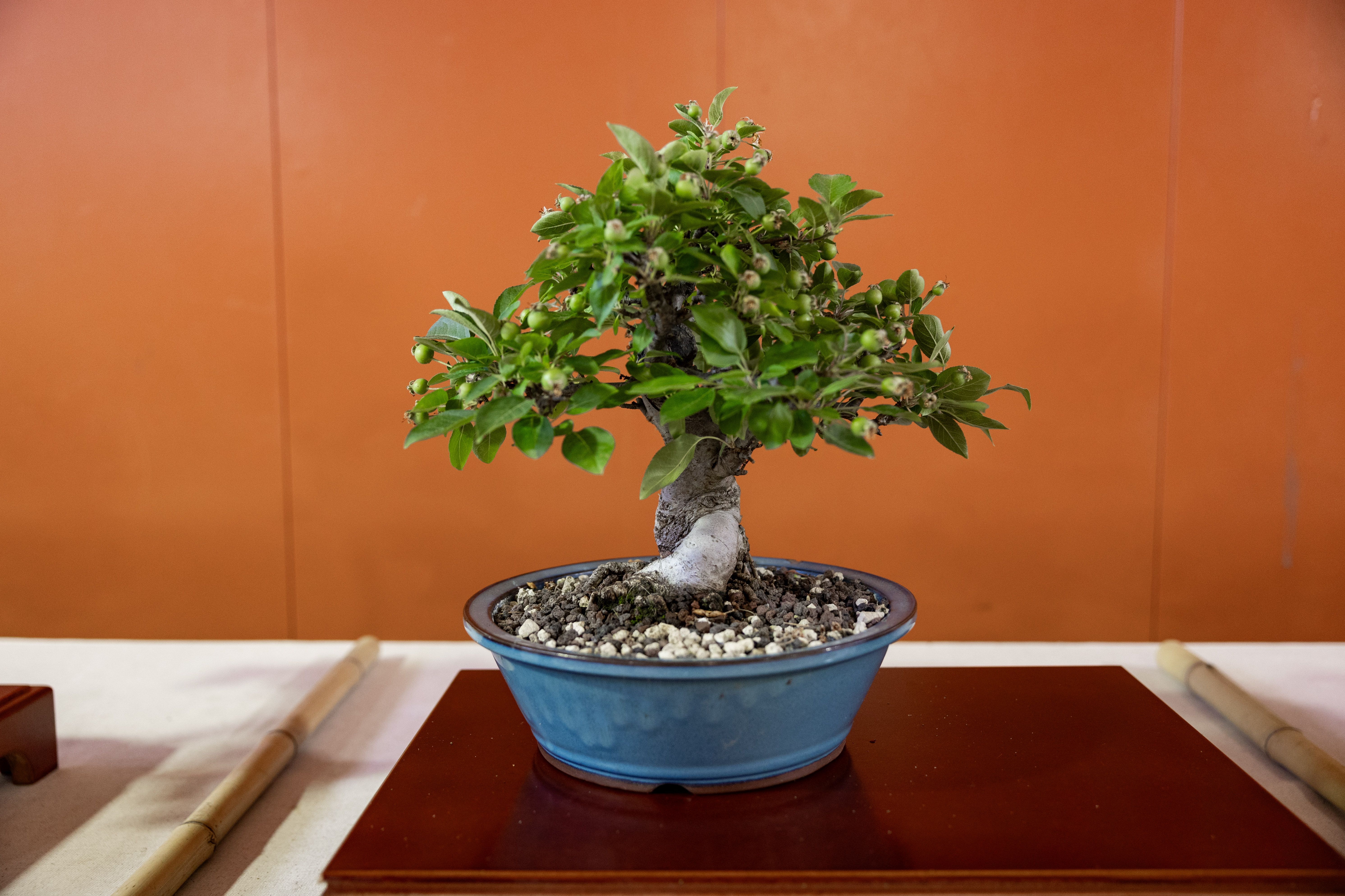 Bonsai fruiter amb petits brots verds en fase de creixement. FOTO: Arnau Padilla