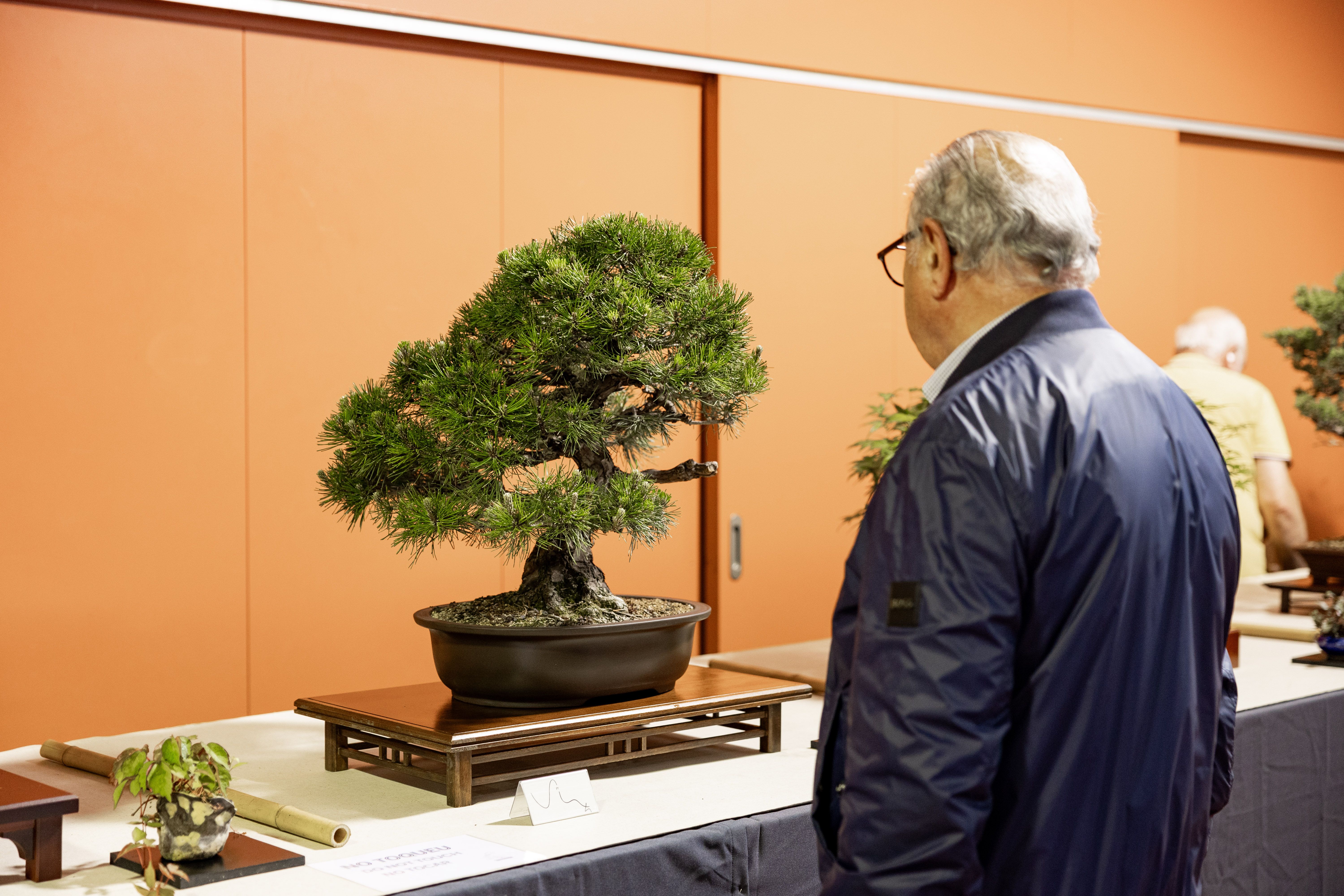 Un visitant observa un bonsai de pi en l’exposició. FOTO: Arnau Padilla