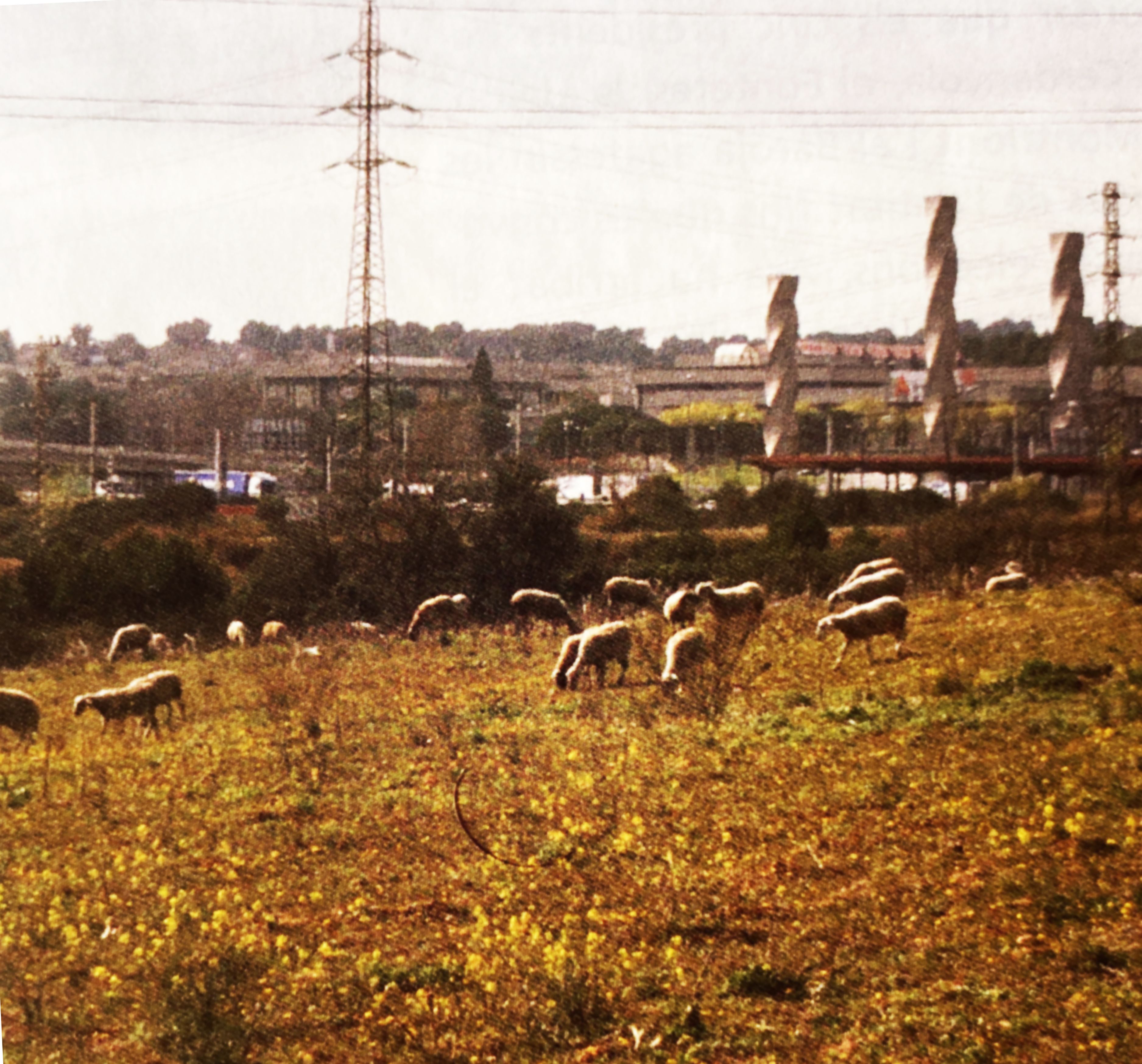 Un ramat d’ovelles pasturant als terrenys del Centre Direccional, en una de les últimes escenes rurals de la zona. FOTO: Arxiu