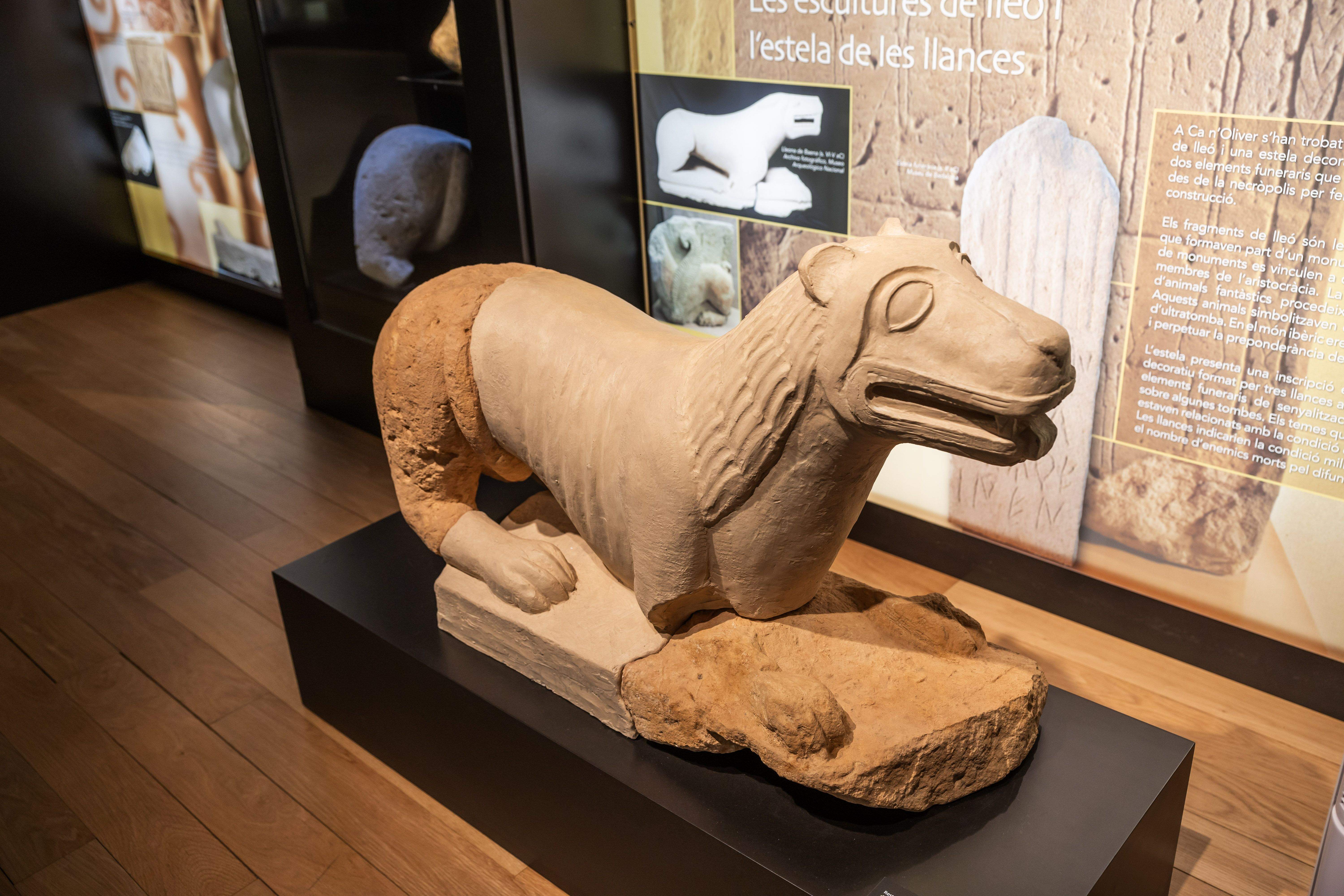 Reconstrucció del lleó ibèric de Ca n’Oliver, una de les peces més rellevants de l'exposició permanent, vinculat a la necròpolis i als monuments funeraris de l’aristocràcia ibèrica. FOTO: Arnau Padilla