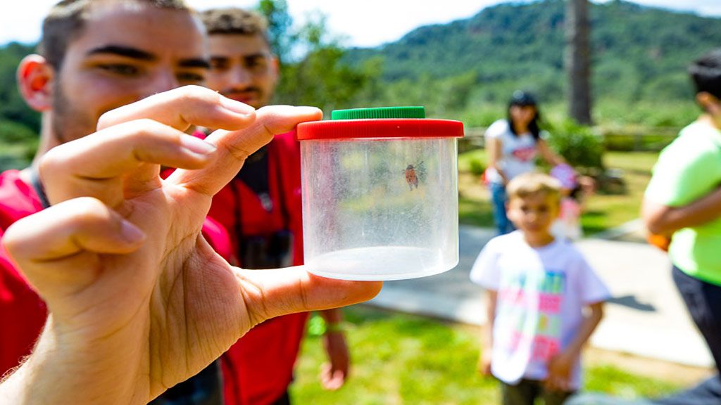 Participants d’una edició anterior del Bioblitz Metropolità observen i identifiquen insectes durant una jornada de ciència ciutadana al medi natural. FOTO: AMB