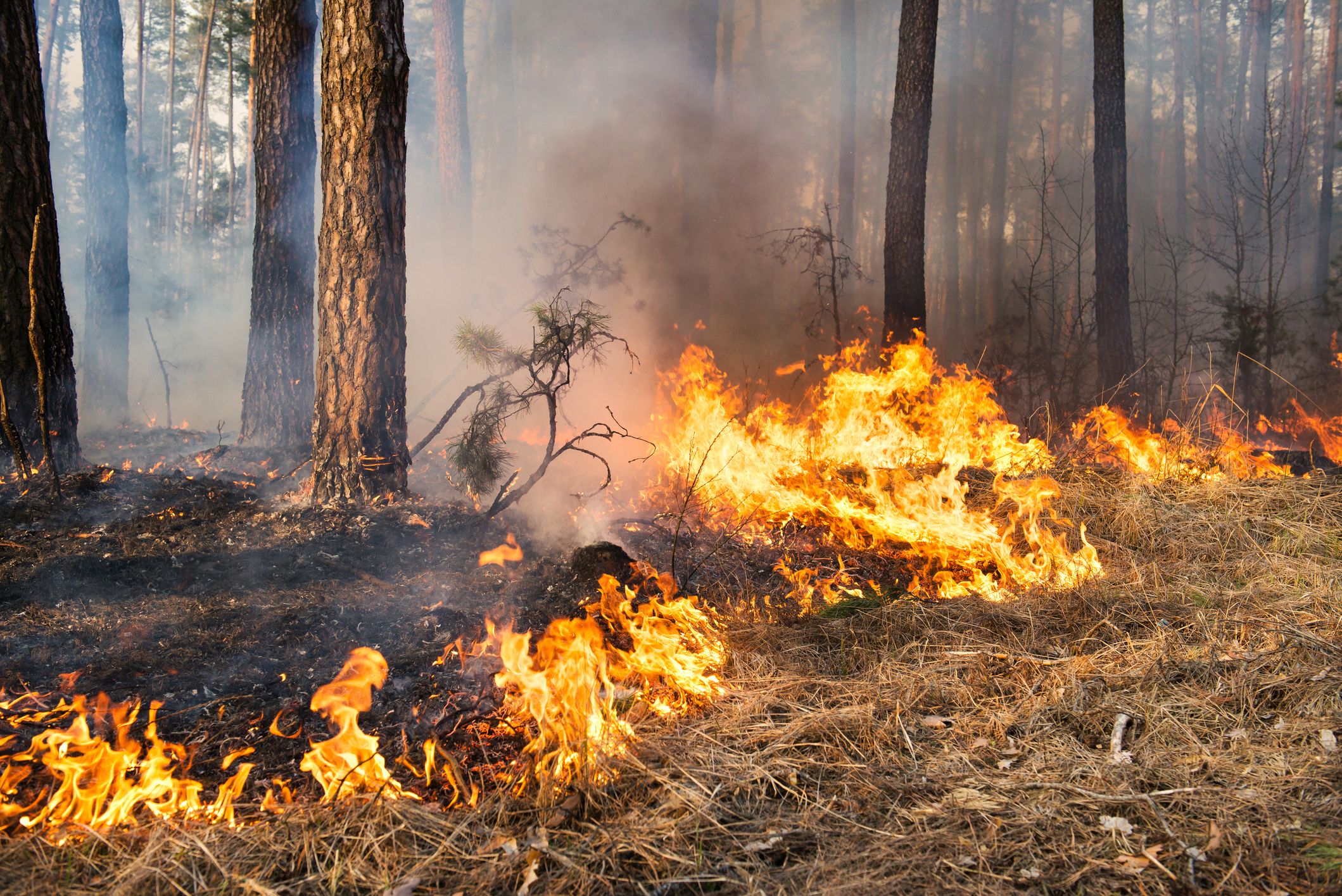 Incendi. FOTO: Cedida