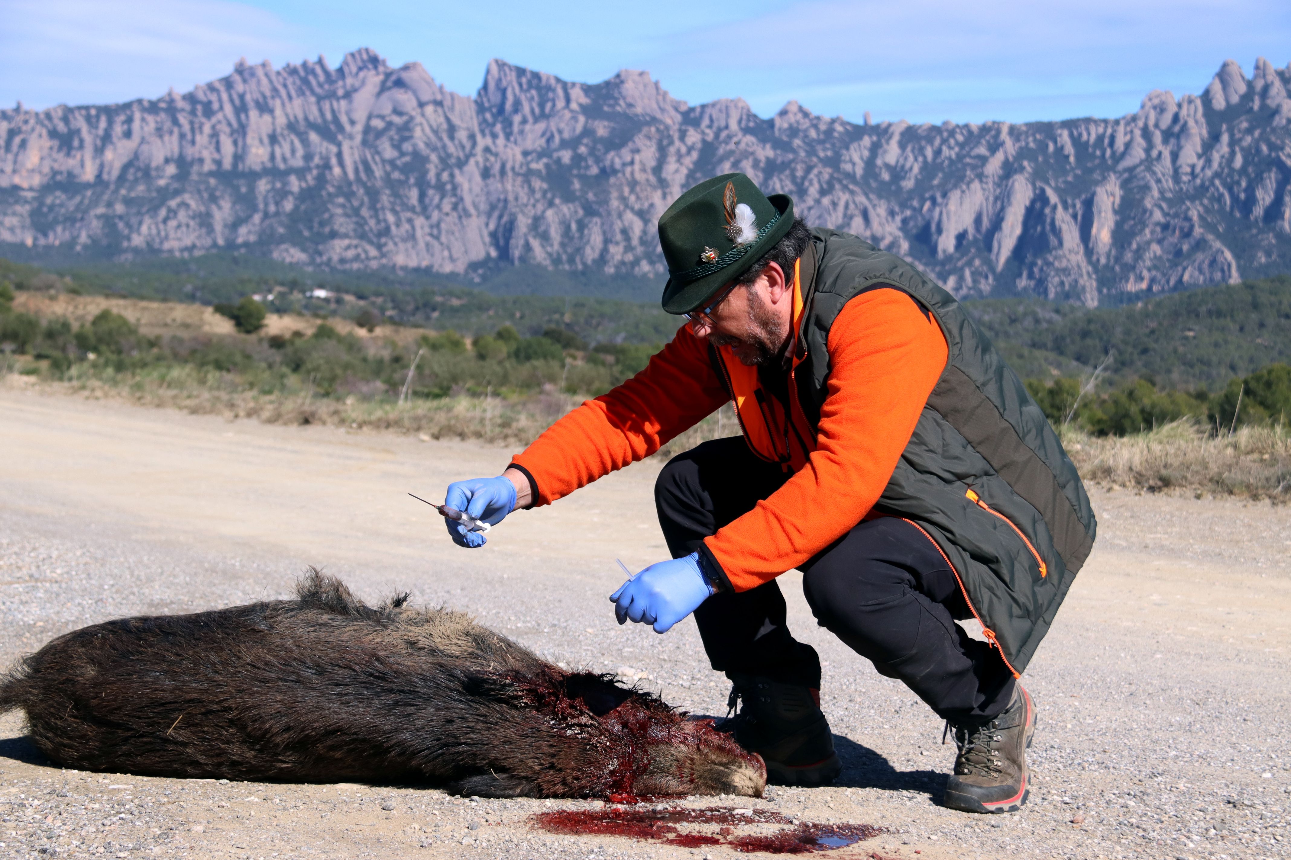 Un caçador voluntari extreu una mostra de sang per controls de PPA d'un porc senglar abatut a Hostalets de Pierola, al febrer d'aquest any  FOTO: Gerard Escaich Folch (ACN)