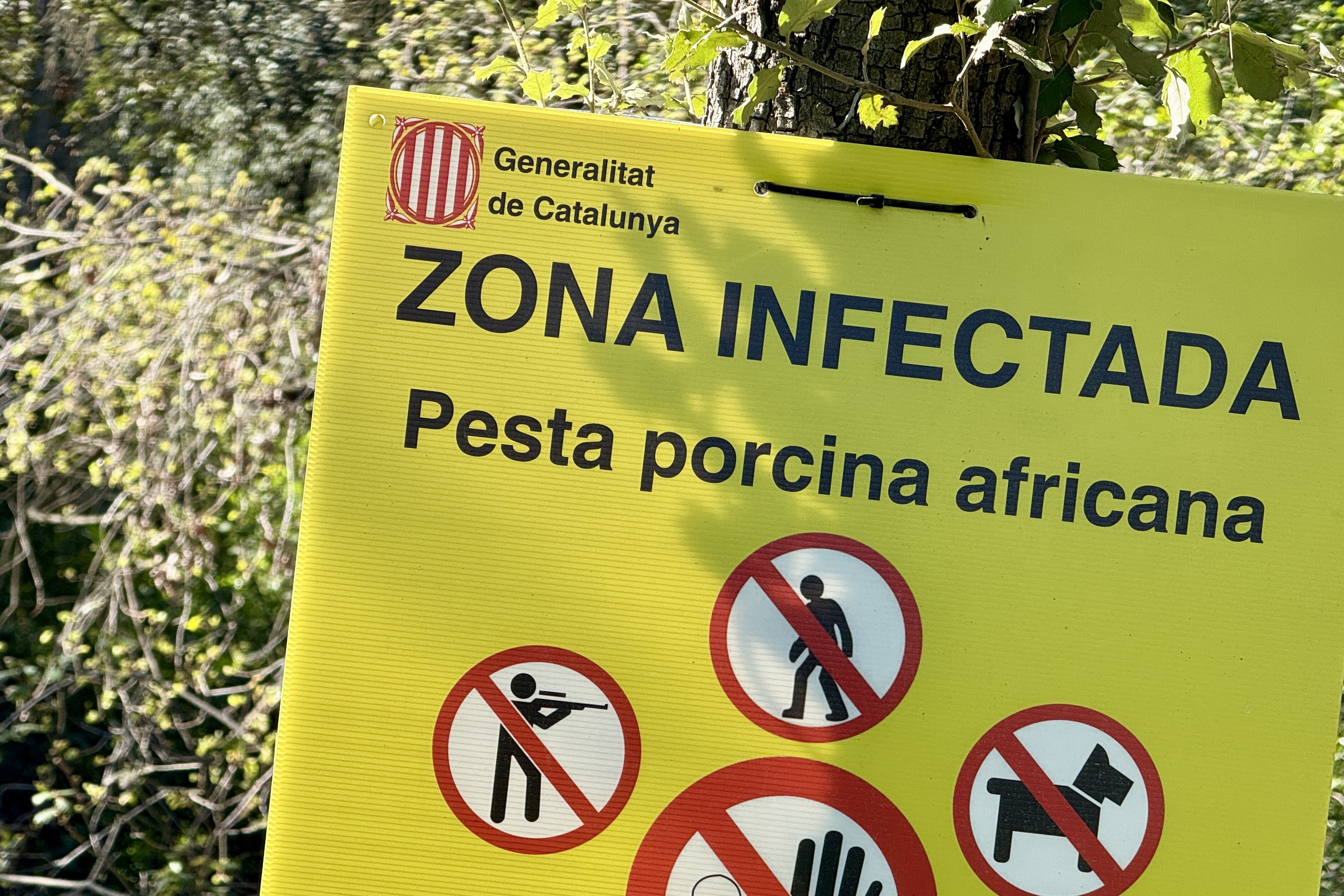 Un cartell alerta de l'inici de la zona infectada per la pesta porcina africana. Foto: Jordi Pujolar