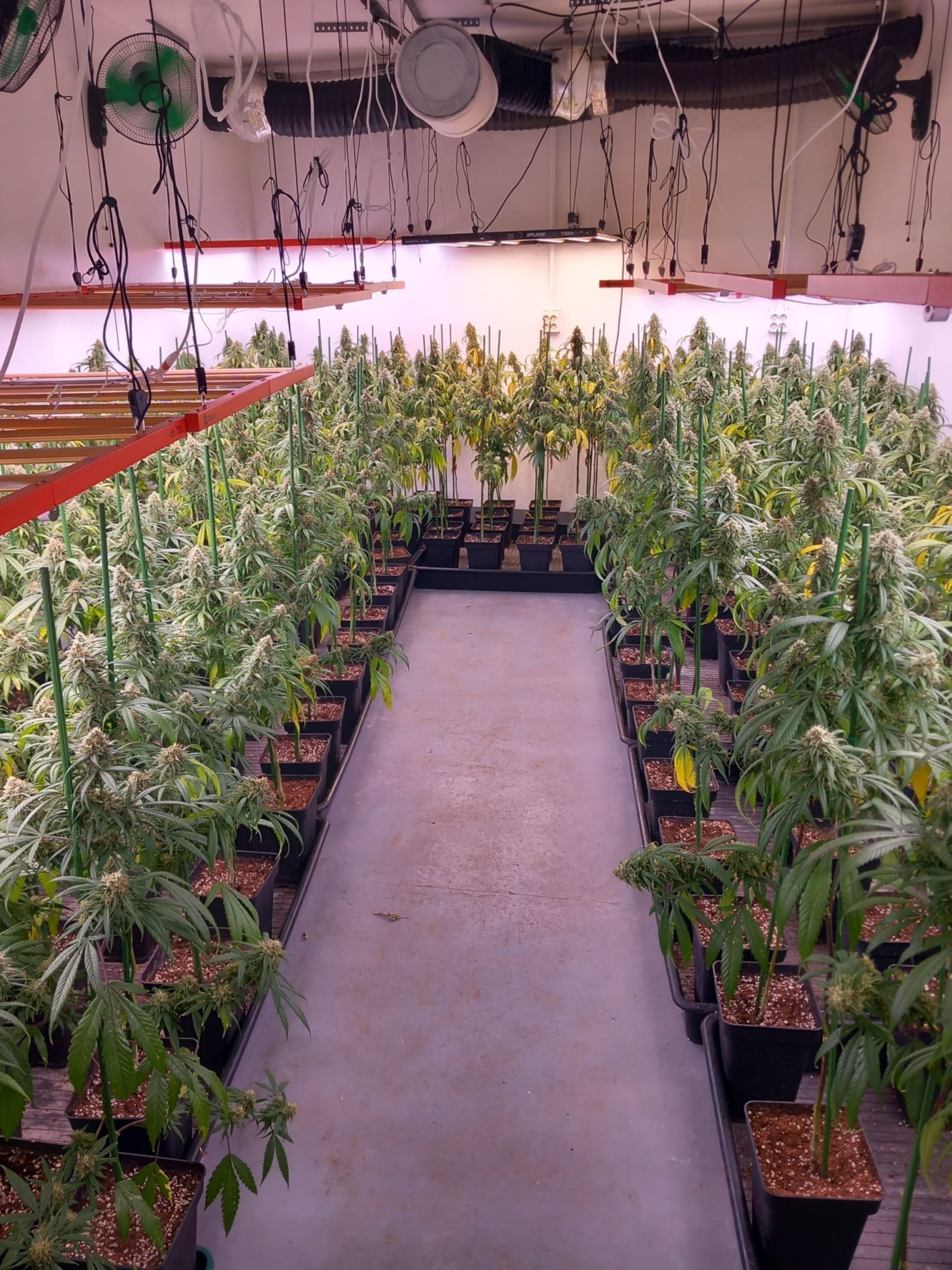 Les plantes interceptades pels Mossos al local. Foto: Cedida a l'ACN pels Mossos d'Esquadra