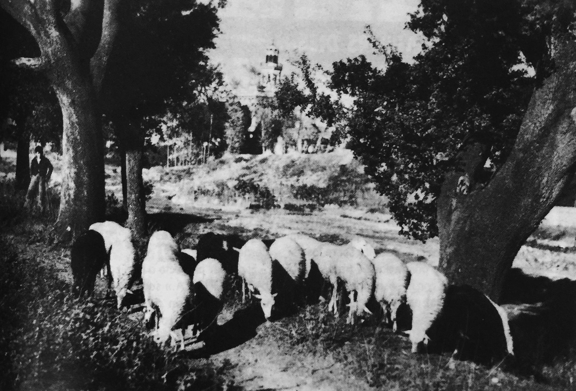 Ovelles pasturant a Les Fontetes, publicada a la portada del TOT el 1988.  FOTO: Arxiu TOT Cerdanyola / TOT 69