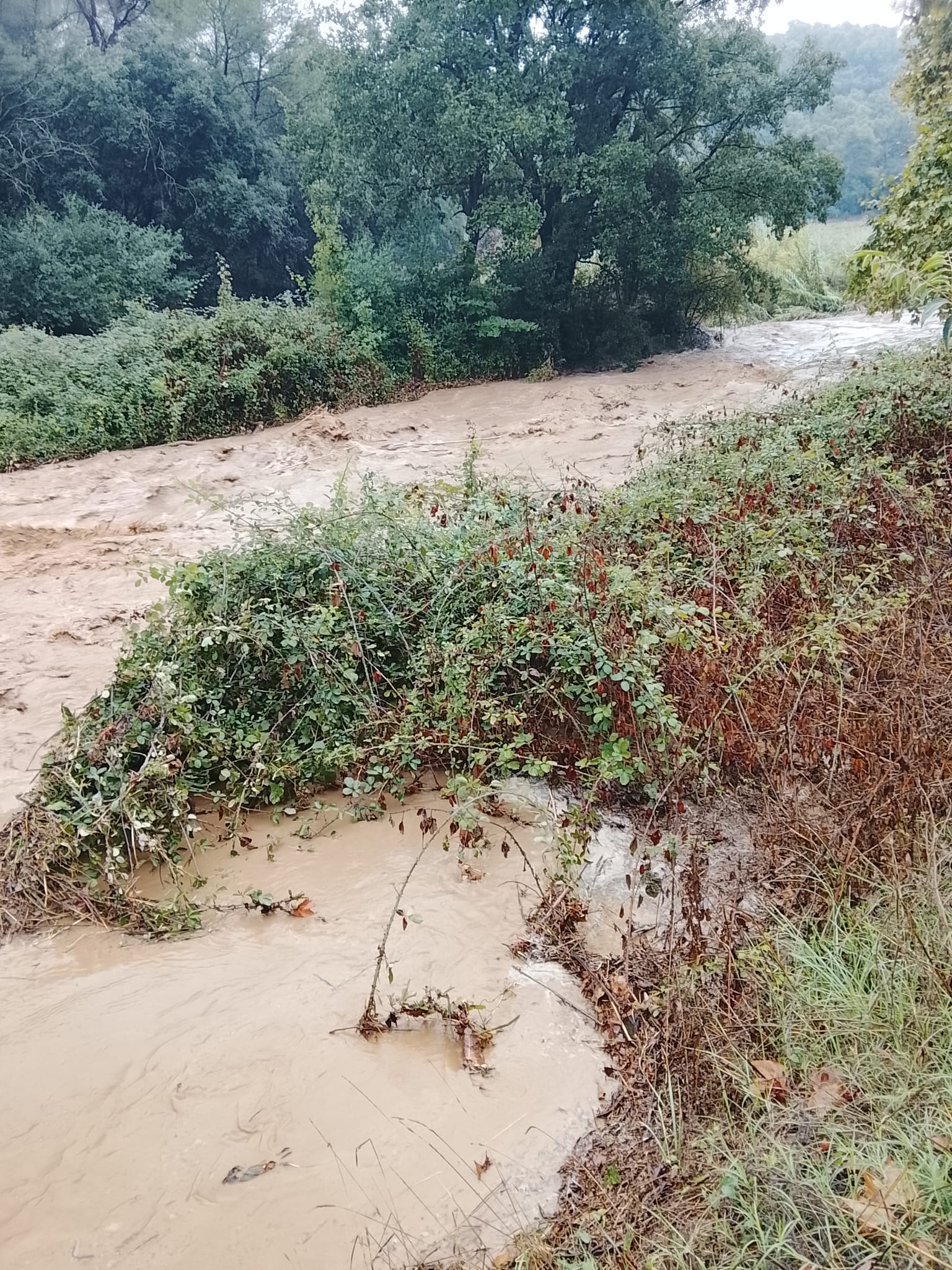 La força de l’aigua transforma l’entorn de la riera de Sant Cugat. Imatges fetes des del passatge dels Plataners a l'entrada de Collserola FOTO: Comunitat TOT
