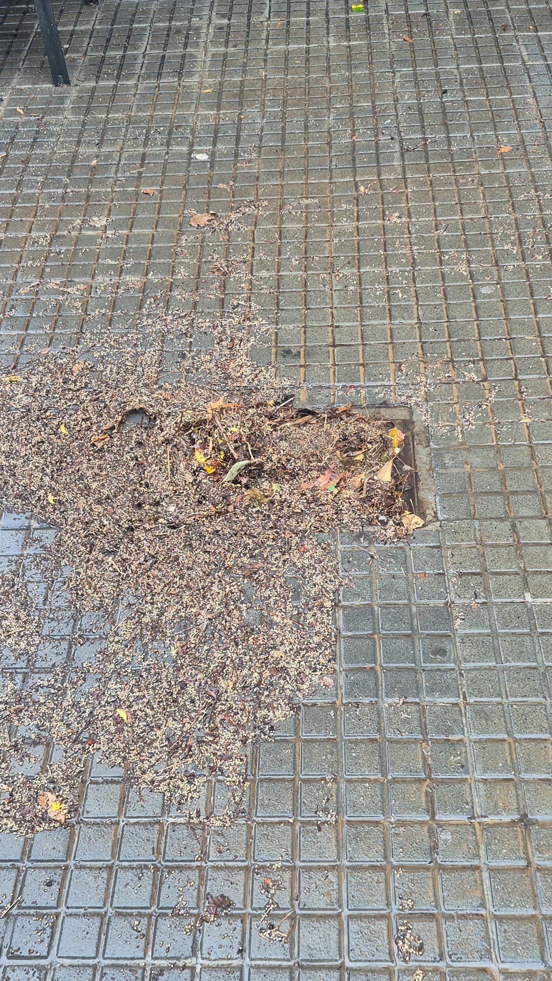 Fulles i restes arrossegades per l’aiguat s’acumulen en un embornal. FOTO: Comunitat TOT