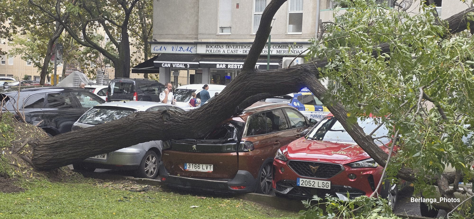 Un arbre de grans dimensions ha caigut sobre diversos vehicles a Serraperera aquest diumenge al matí. FOTO: Alberto Campos / Berlanga_Photos